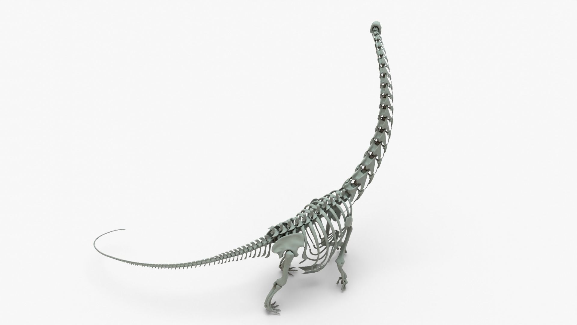 Argentinosaurus Rigged Basemesh With Skeleton 3D Model Collection_5
