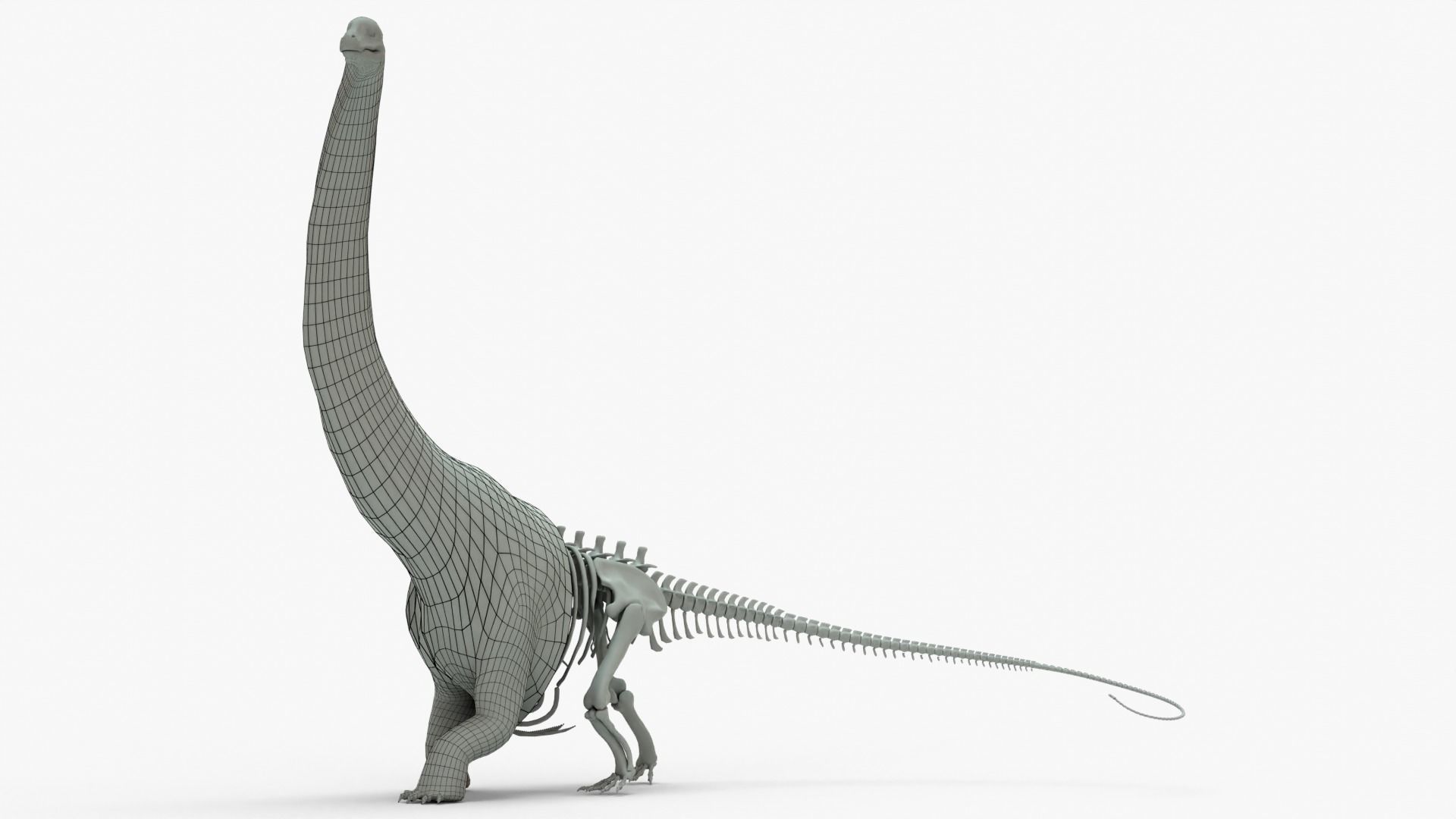 Argentinosaurus Rigged Basemesh With Skeleton 3D Model Collection_1