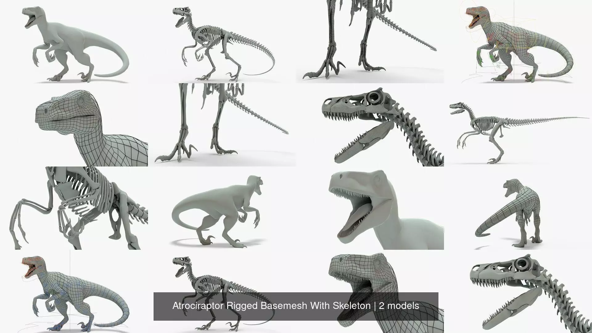 Atrociraptor Rigged Basemesh With Skeleton 3D Model Collection_1