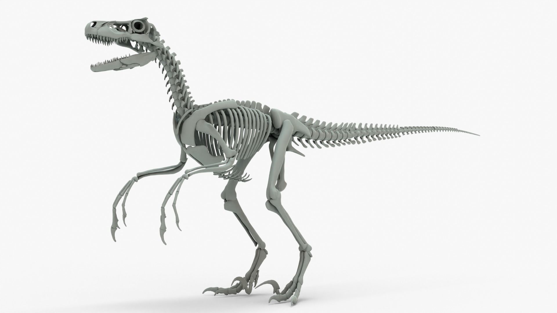 Atrociraptor Rigged Basemesh With Skeleton 3D Model Collection_11