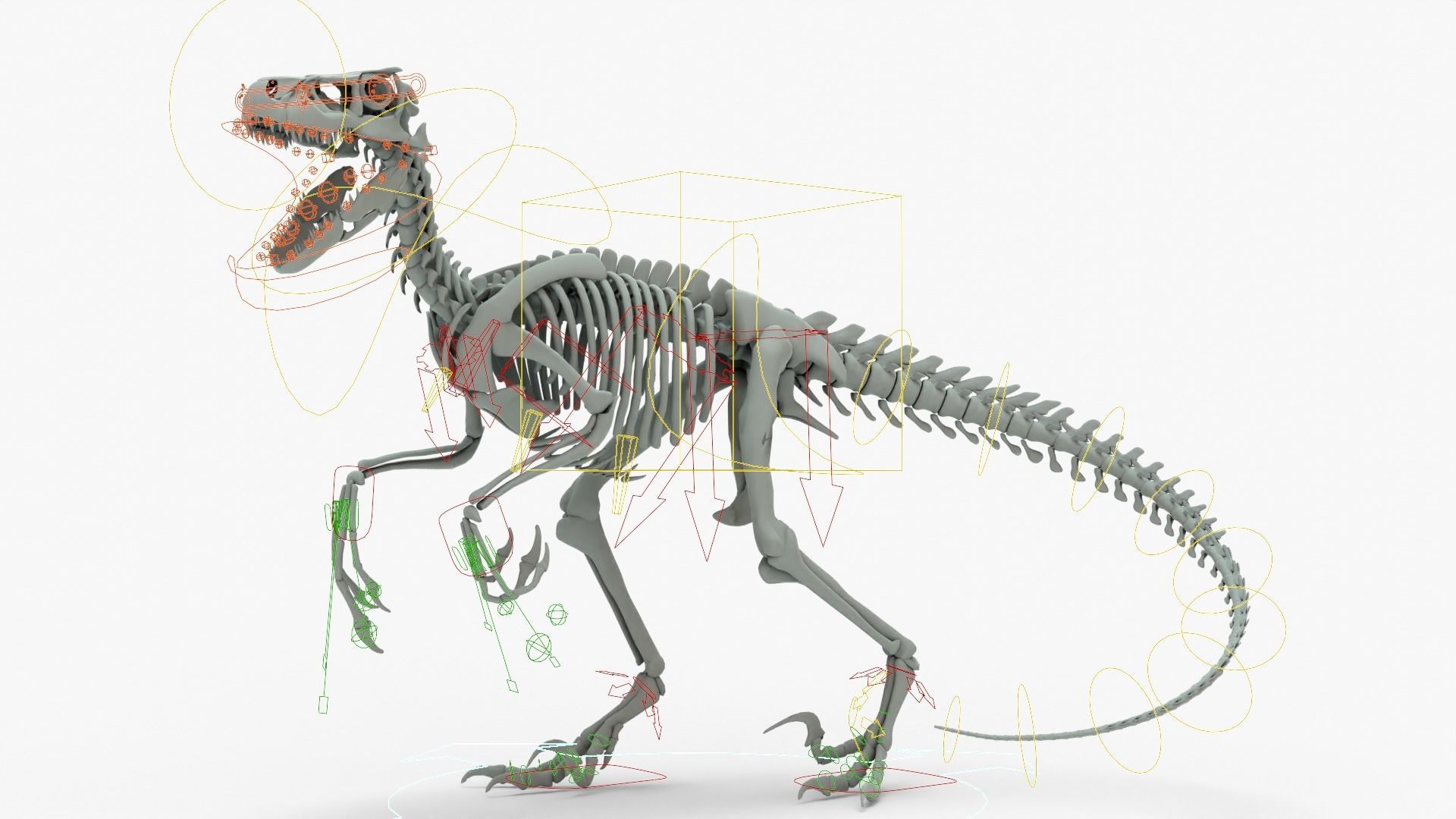 Atrociraptor Rigged Basemesh With Skeleton 3D Model Collection_20