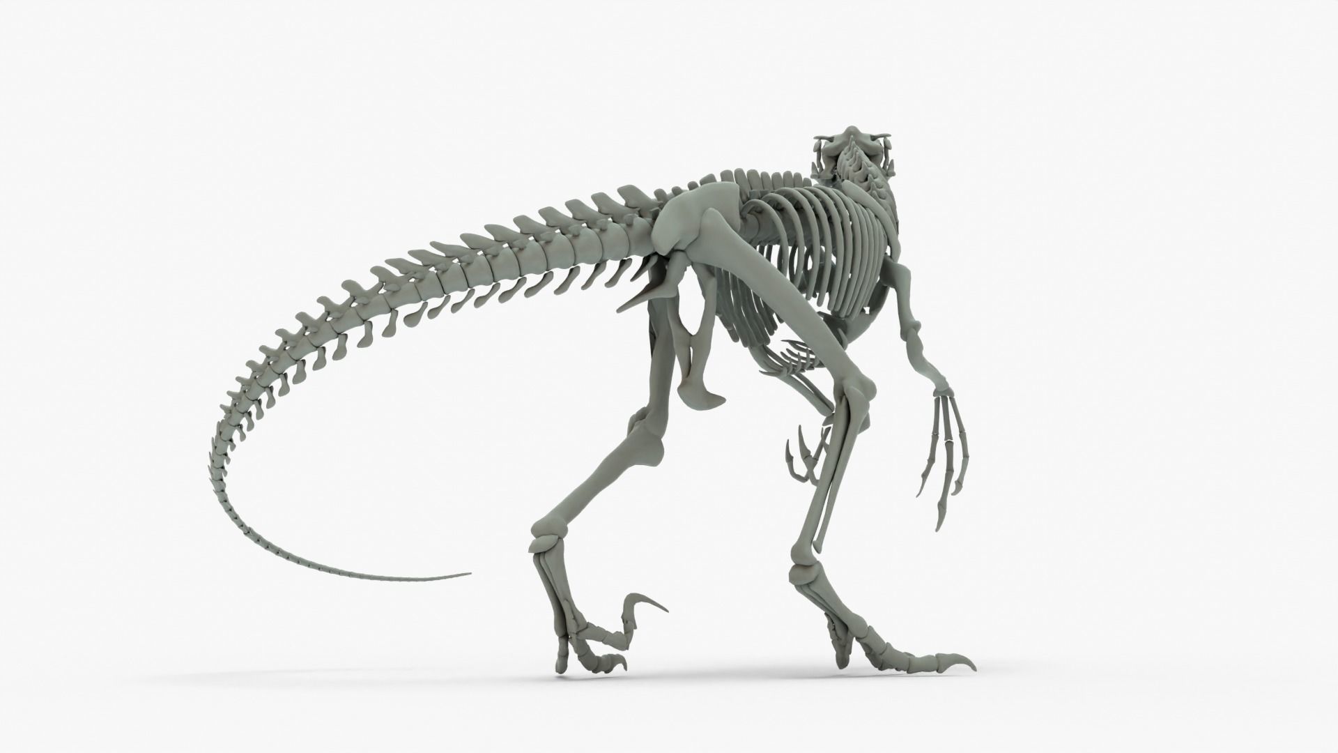 Atrociraptor Rigged Basemesh With Skeleton 3D Model Collection_13