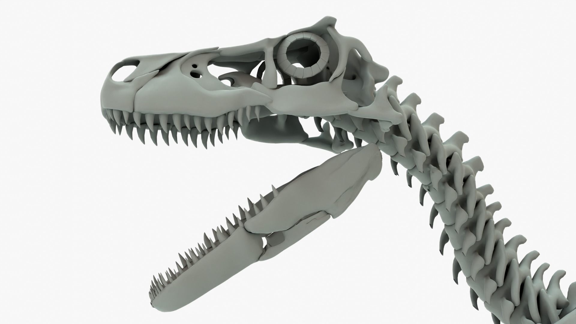 Atrociraptor Rigged Basemesh With Skeleton 3D Model Collection_15