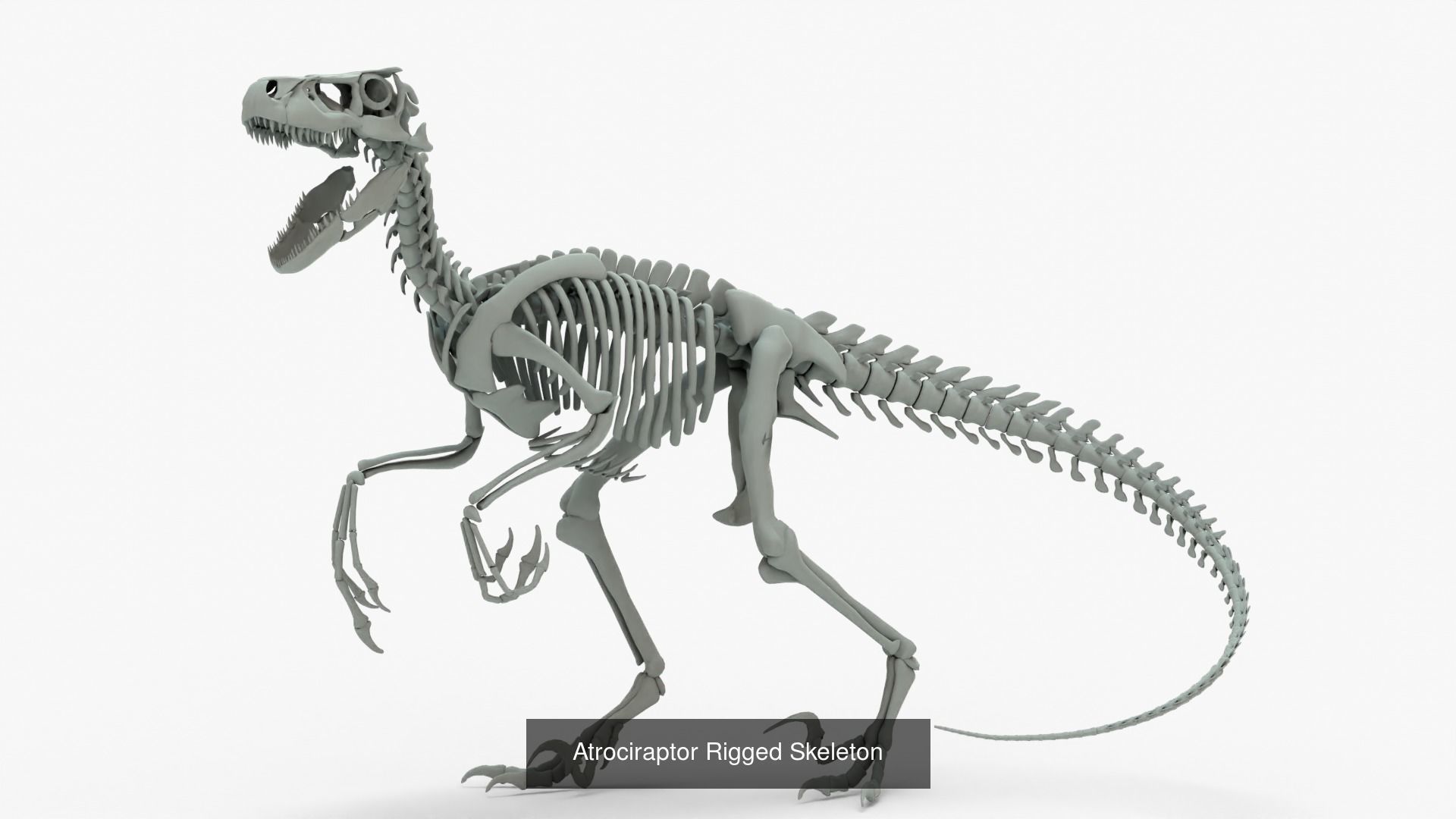 Atrociraptor Rigged Basemesh With Skeleton 3D Model Collection_6