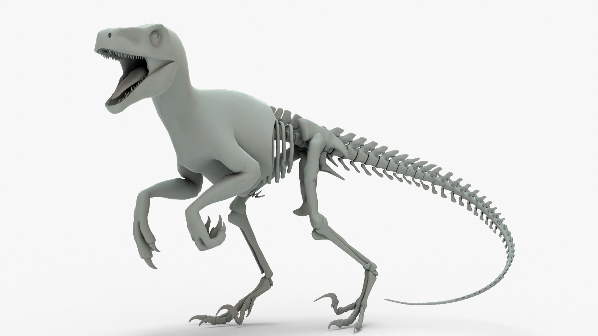 Atrociraptor Rigged Basemesh With Skeleton 3D Model Collection_2