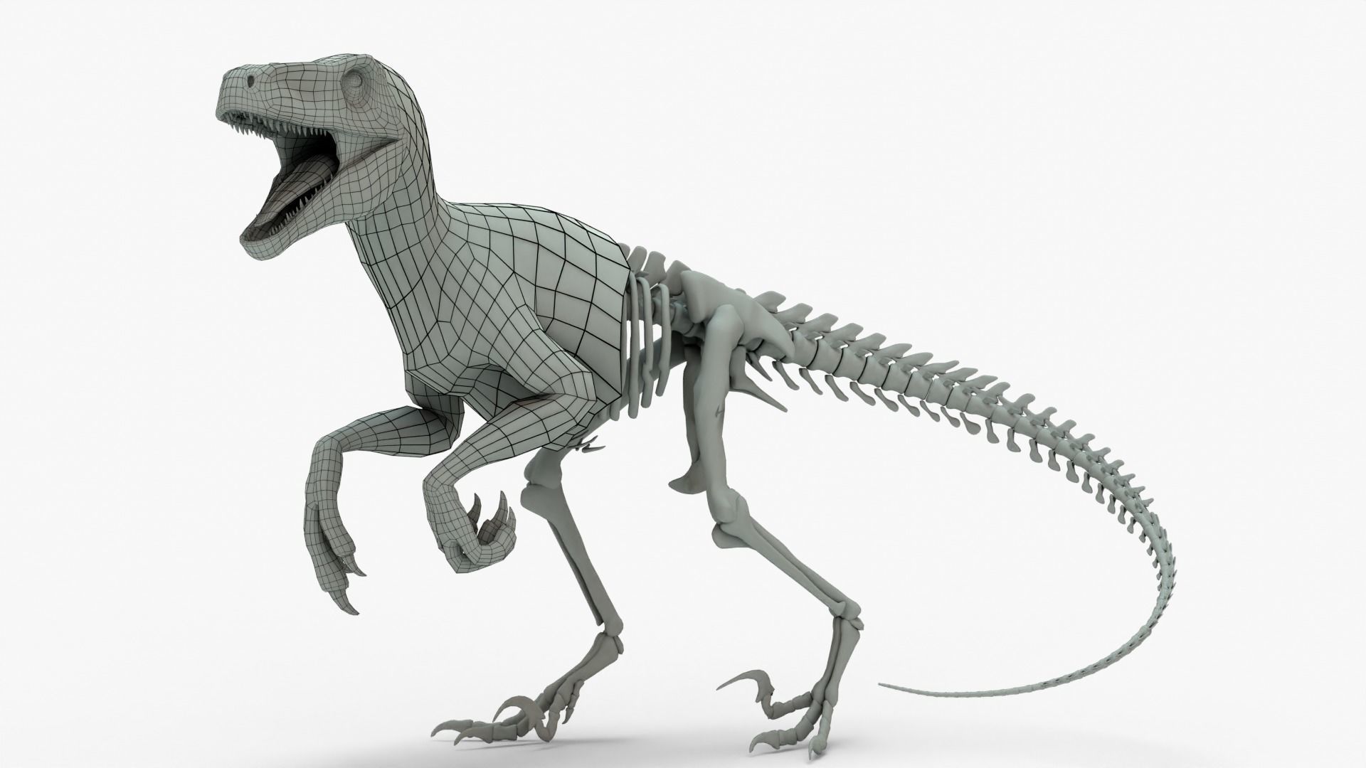 Atrociraptor Rigged Basemesh With Skeleton 3D Model Collection_3
