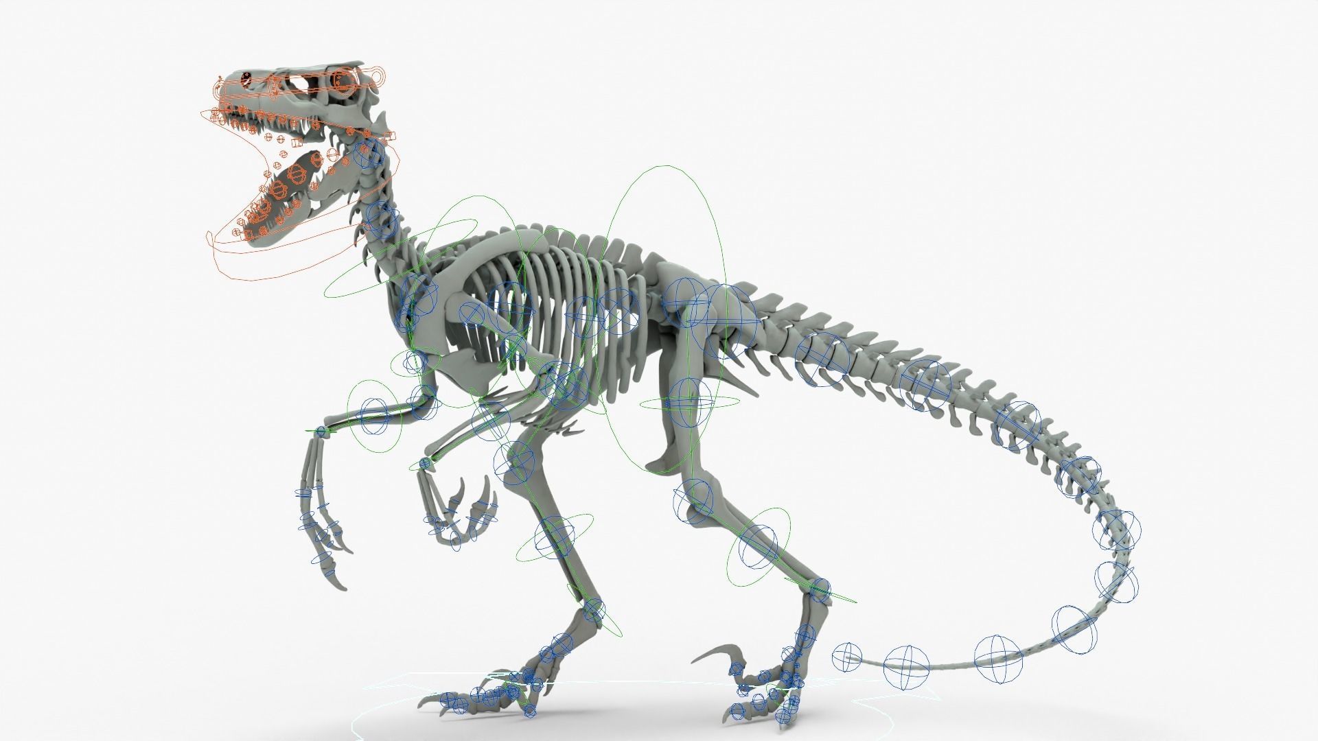 Atrociraptor Rigged Basemesh With Skeleton 3D Model Collection_22