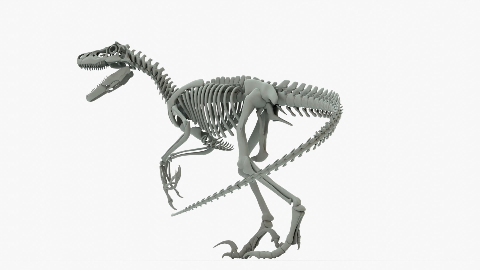 Atrociraptor Rigged Basemesh With Skeleton 3D Model Collection_14