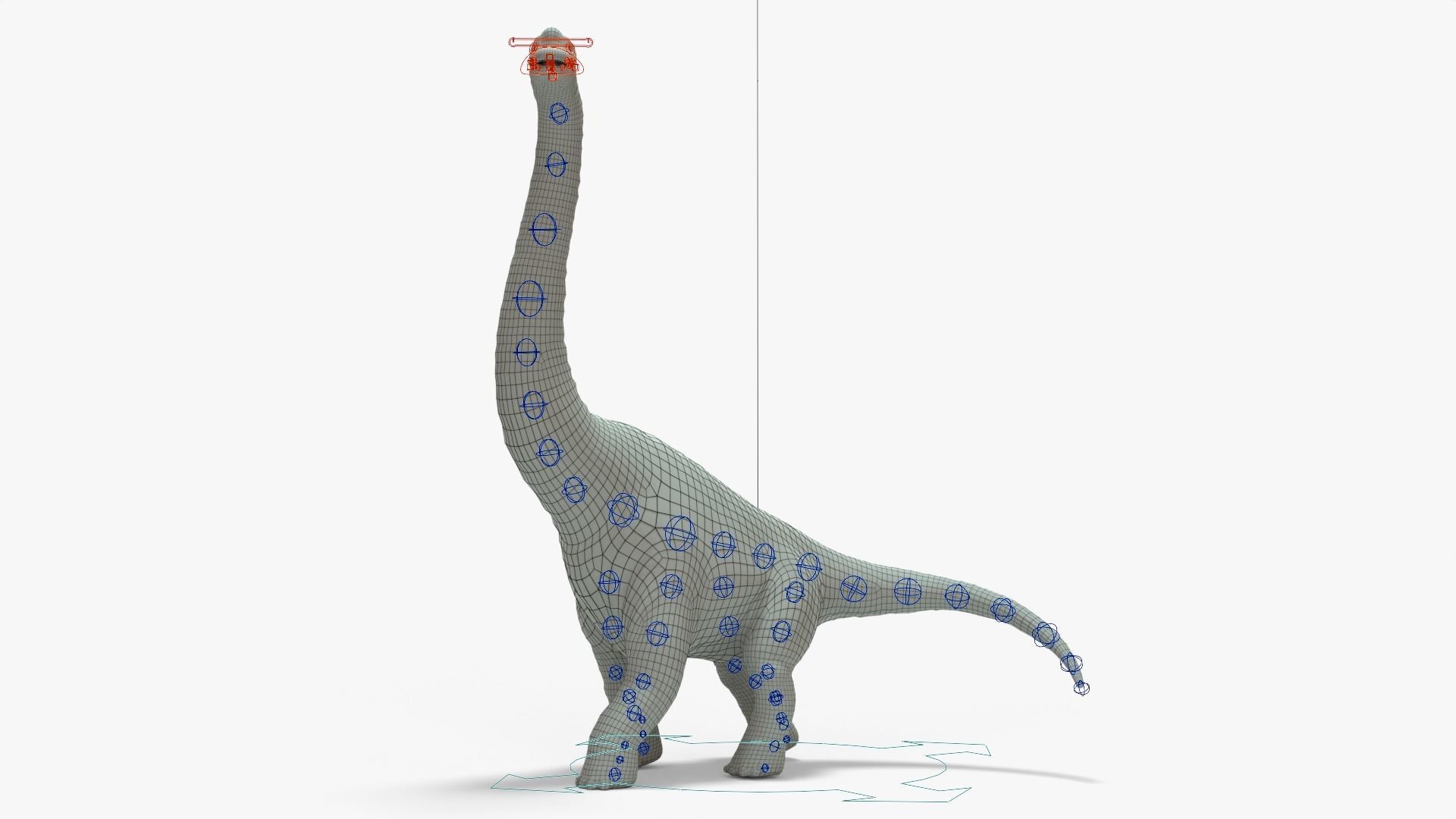 Brachiosaurus Rigged Basemesh With Skeleton 3D Model Collection_15