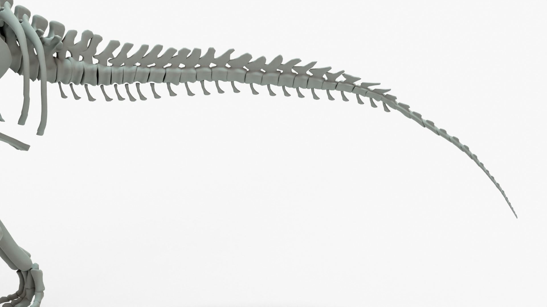 Brachiosaurus Rigged Basemesh With Skeleton 3D Model Collection_6