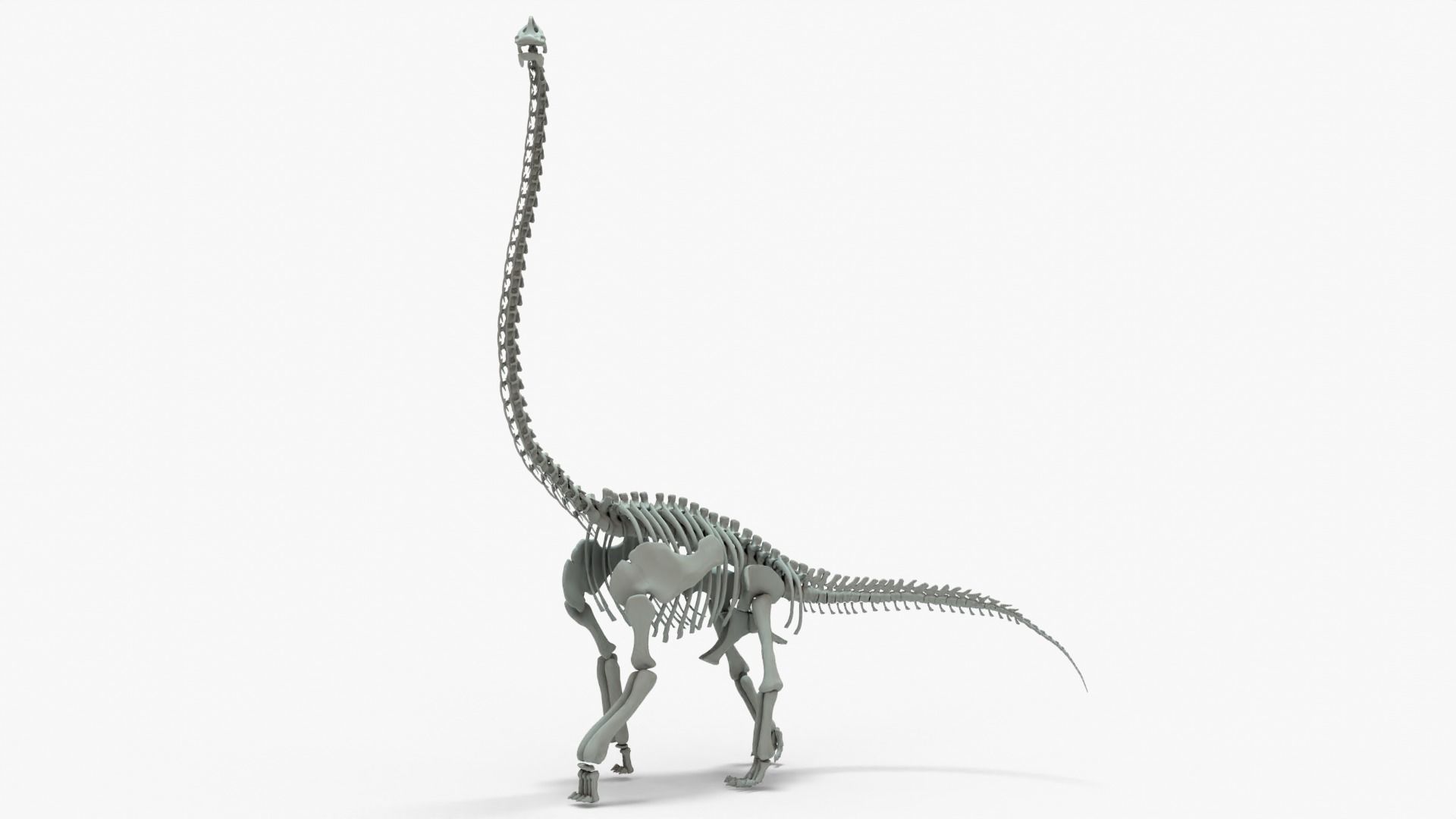 Brachiosaurus Rigged Basemesh With Skeleton 3D Model Collection_4