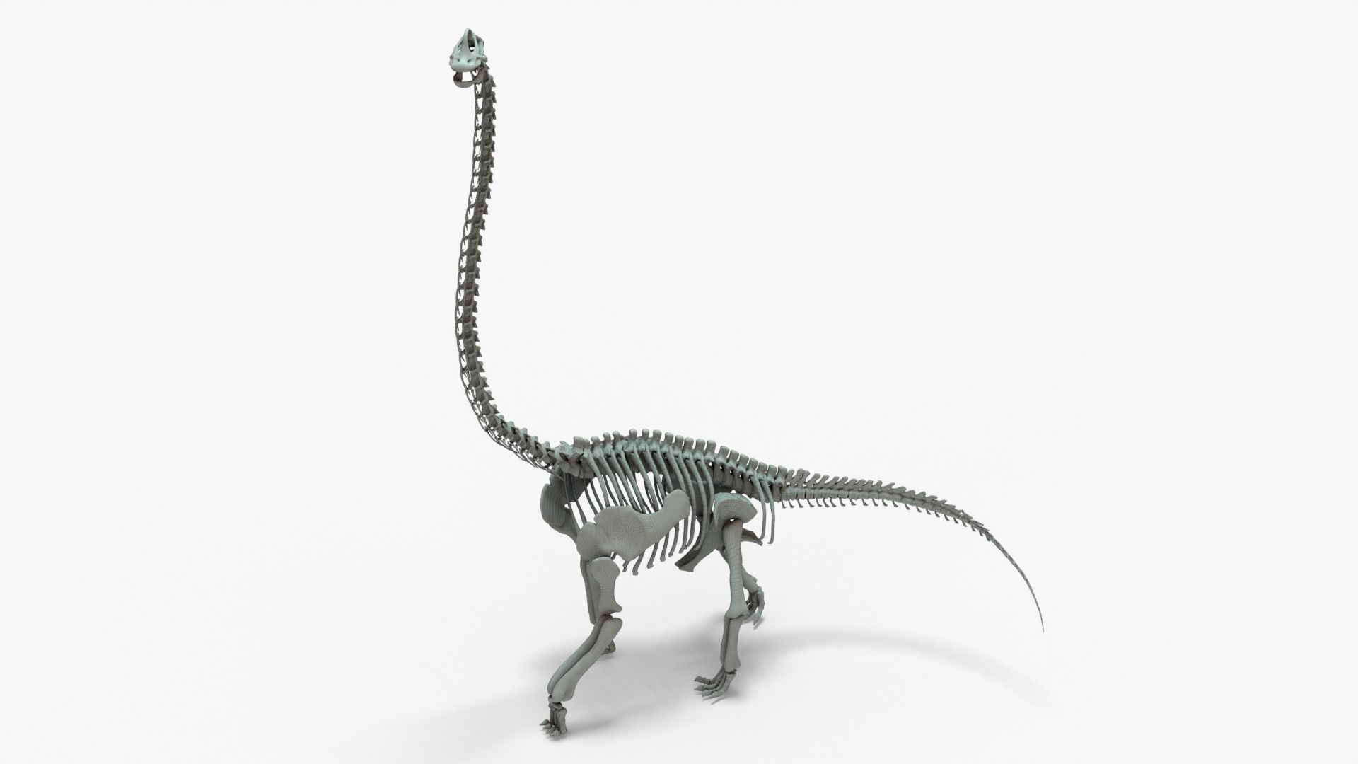 Brachiosaurus Rigged Basemesh With Skeleton 3D Model Collection_3