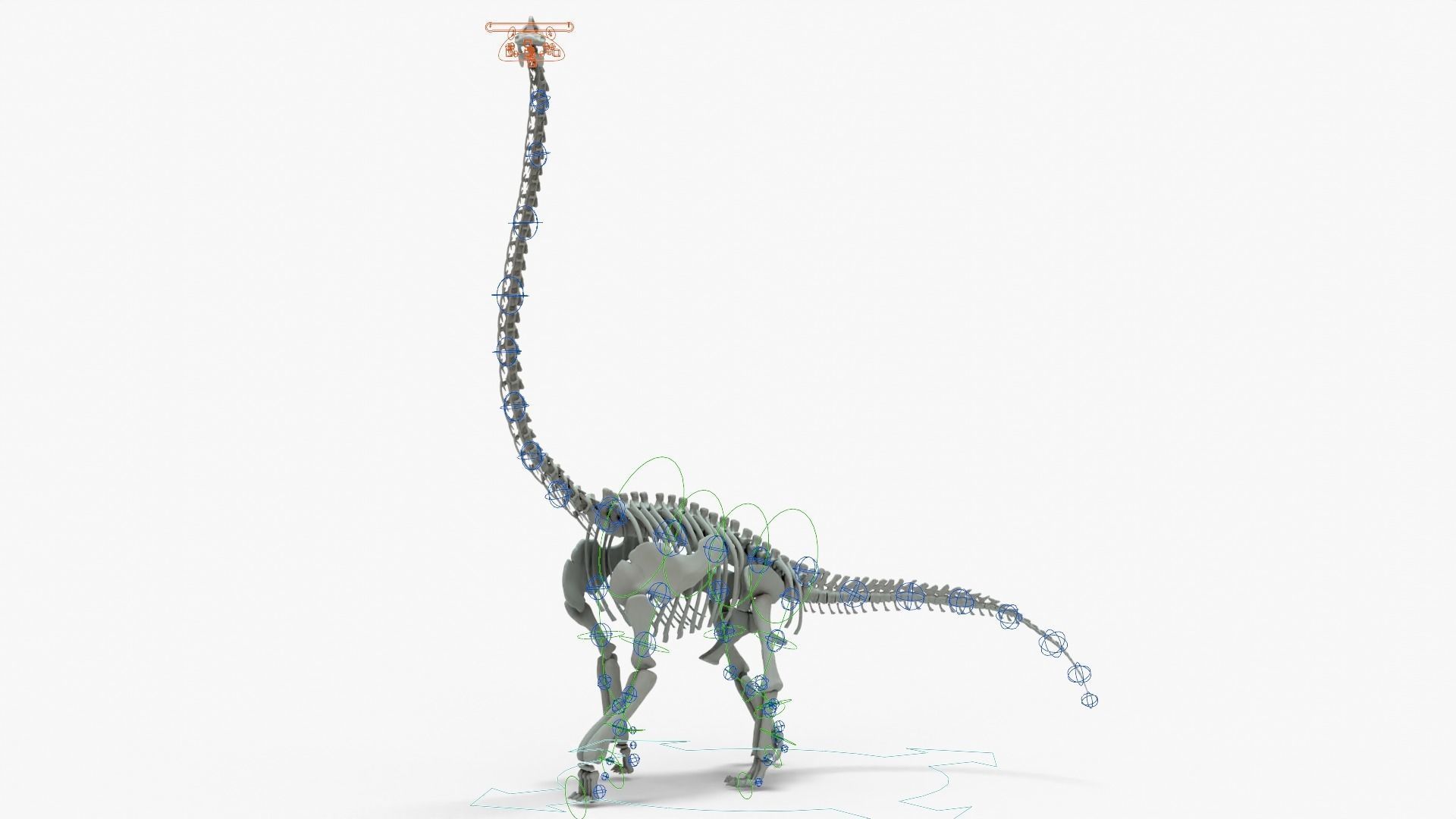 Brachiosaurus Rigged Basemesh With Skeleton 3D Model Collection_19