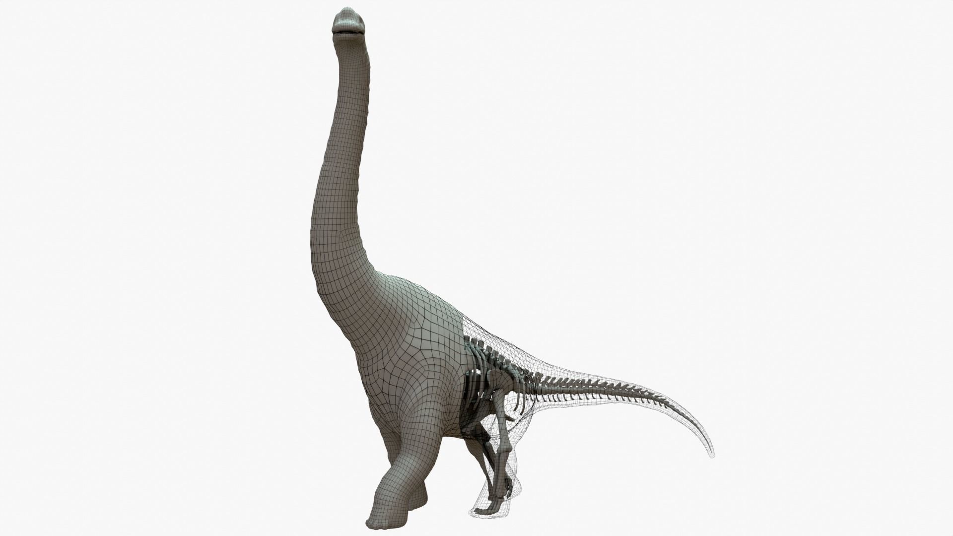 Brachiosaurus Rigged Basemesh With Skeleton 3D Model Collection_2