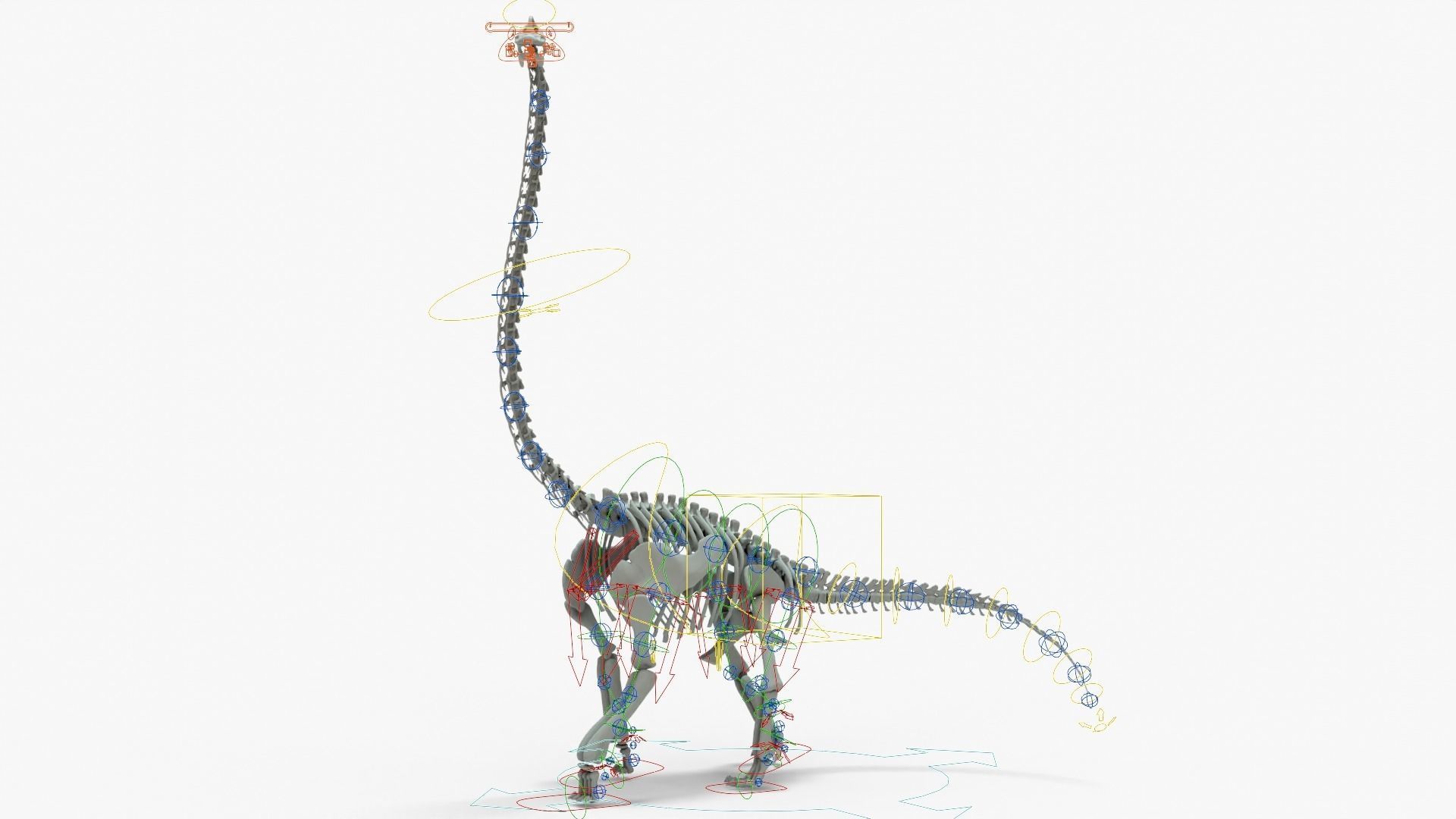 Brachiosaurus Rigged Basemesh With Skeleton 3D Model Collection_20