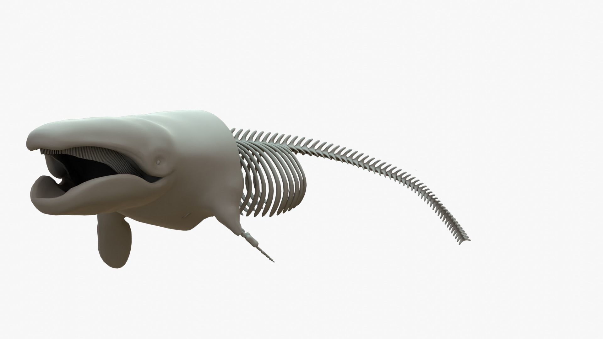 Gray Whale Rigged Basemesh With Skeleton 3D Model Collection_3