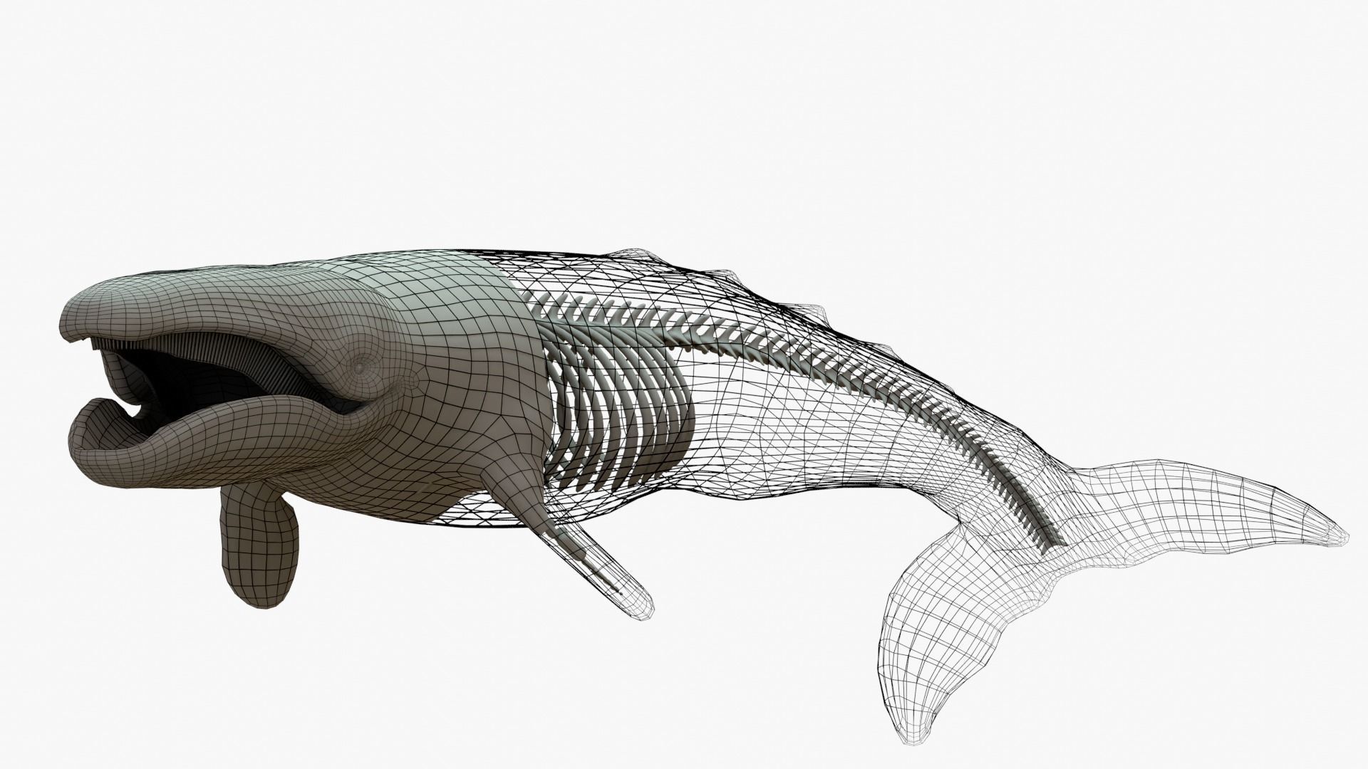 Gray Whale Rigged Basemesh With Skeleton 3D Model Collection_2