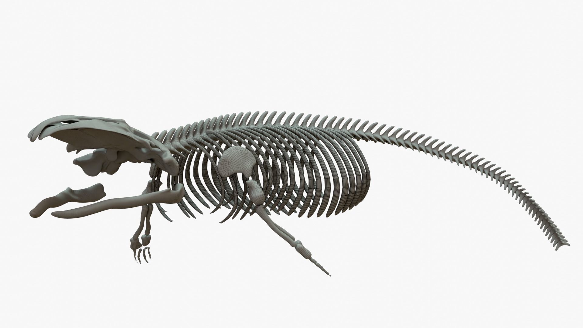 Gray Whale Rigged Basemesh With Skeleton 3D Model Collection_17