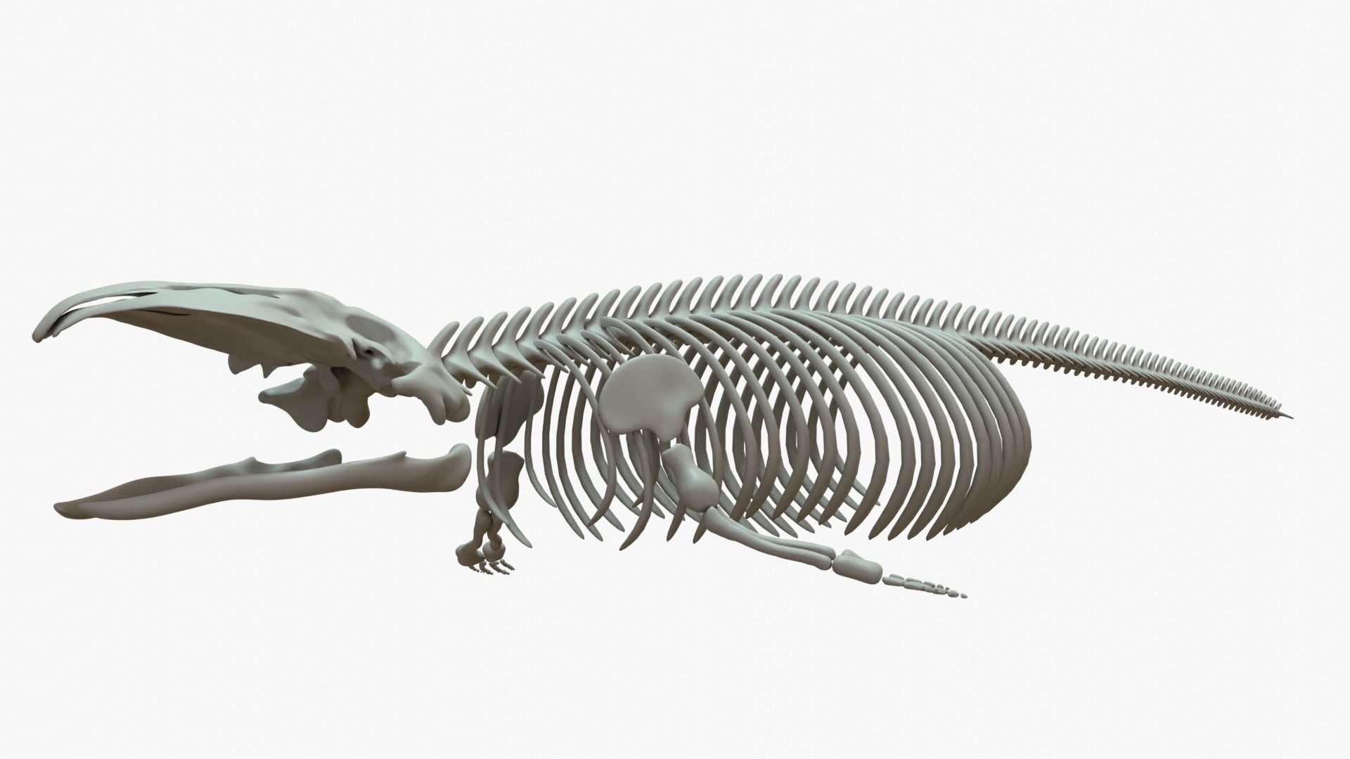 Gray Whale Rigged Basemesh With Skeleton 3D Model Collection_11