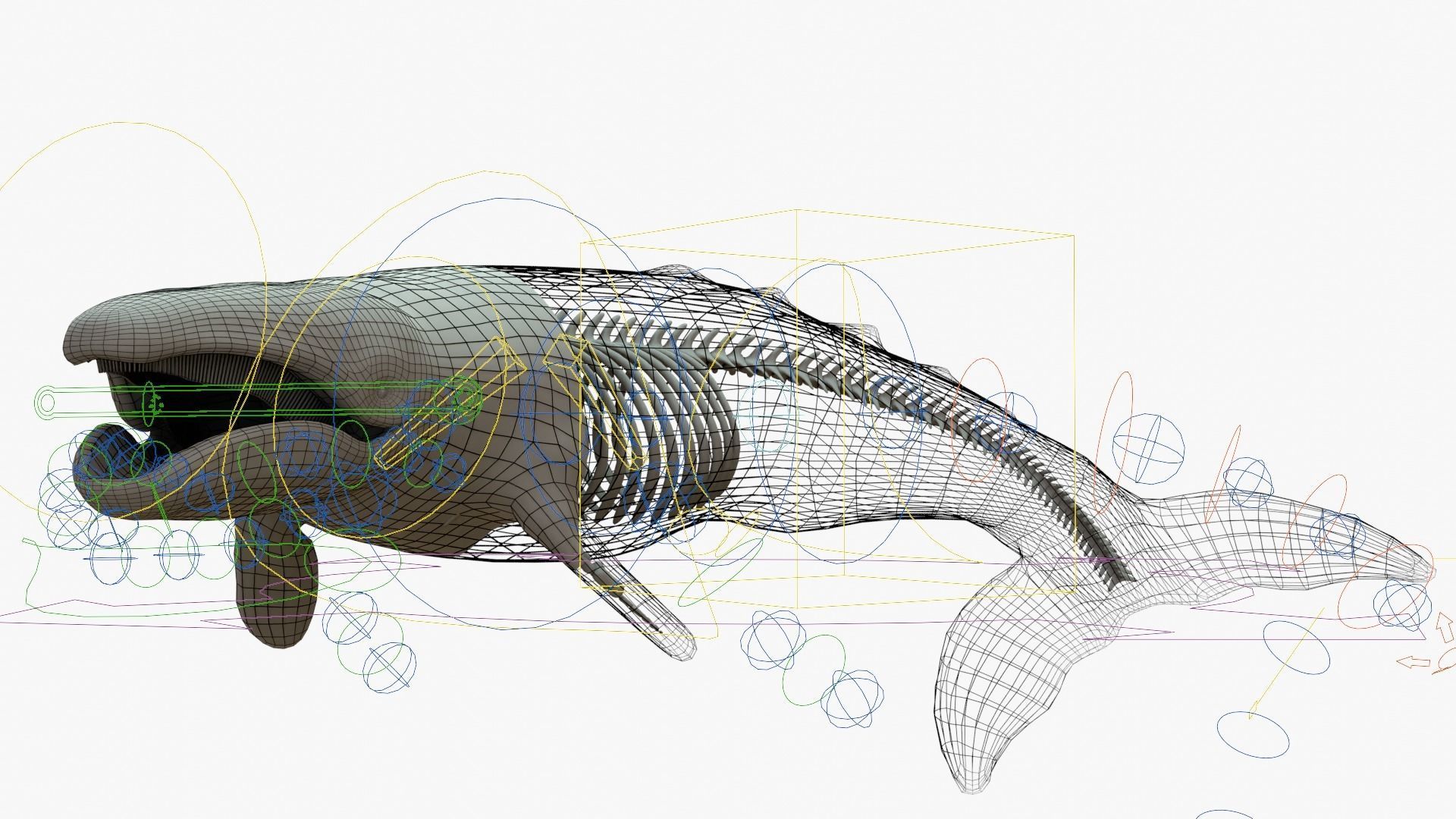 Gray Whale Rigged Basemesh With Skeleton 3D Model Collection_20
