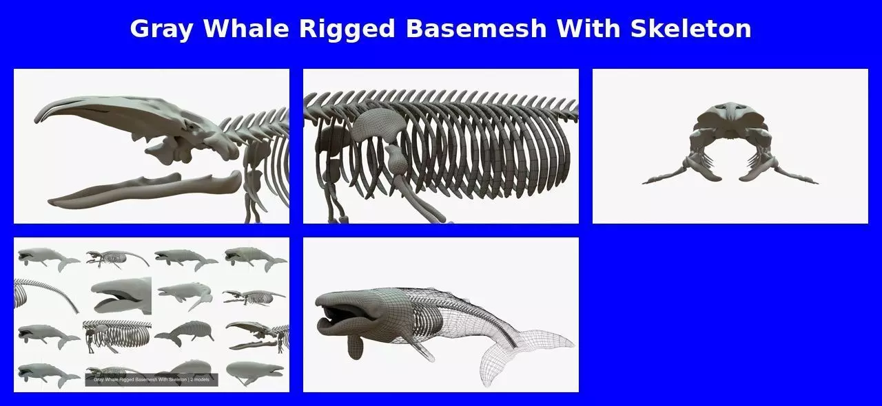 Gray Whale Rigged Basemesh With Skeleton 3D Model Collection_0