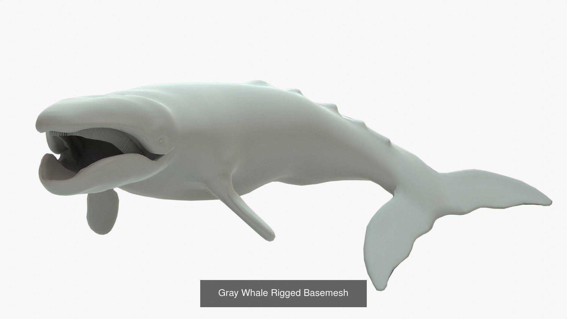 Gray Whale Rigged Basemesh With Skeleton 3D Model Collection_5