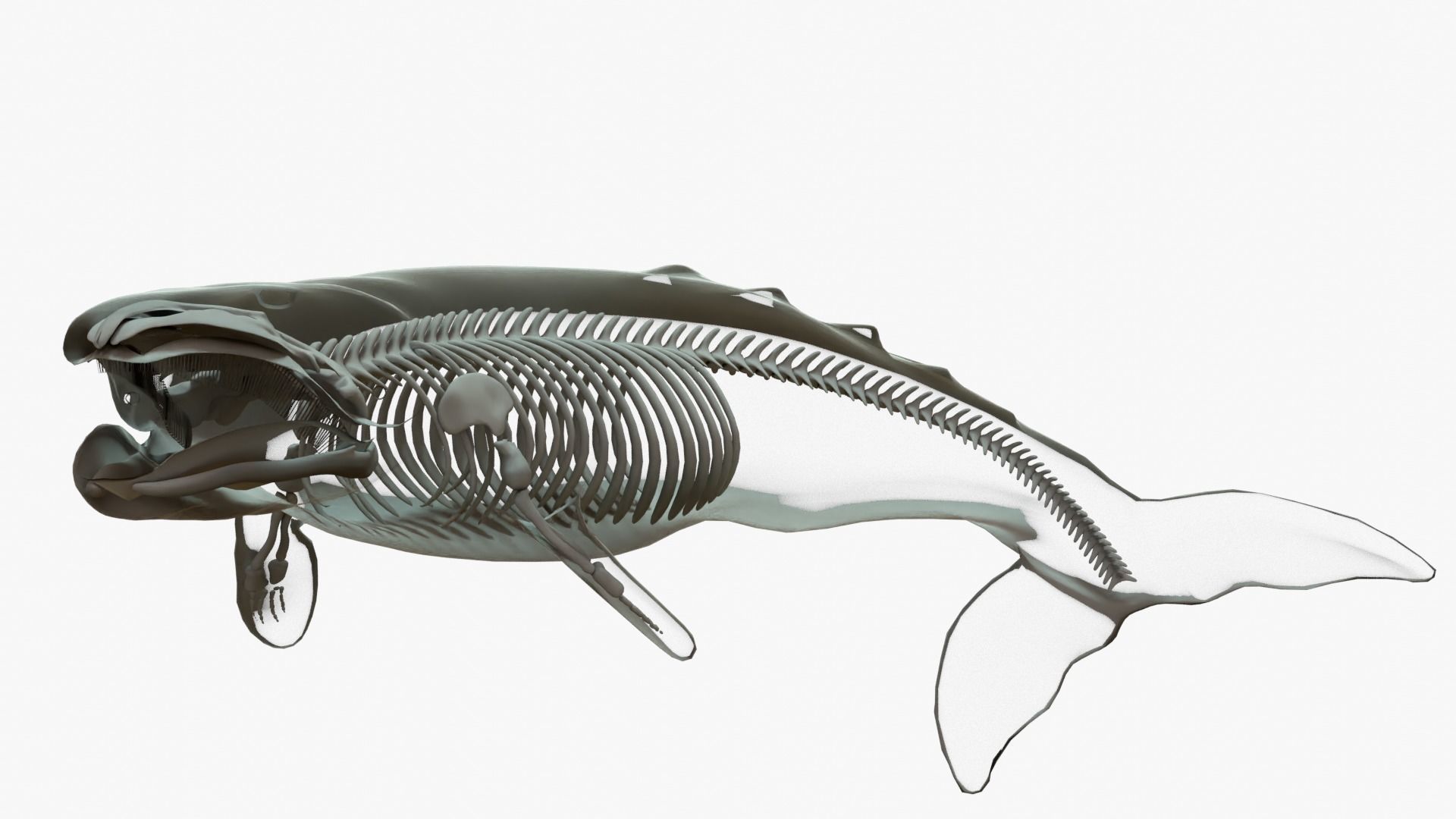 Gray Whale Rigged Basemesh With Skeleton 3D Model Collection_4