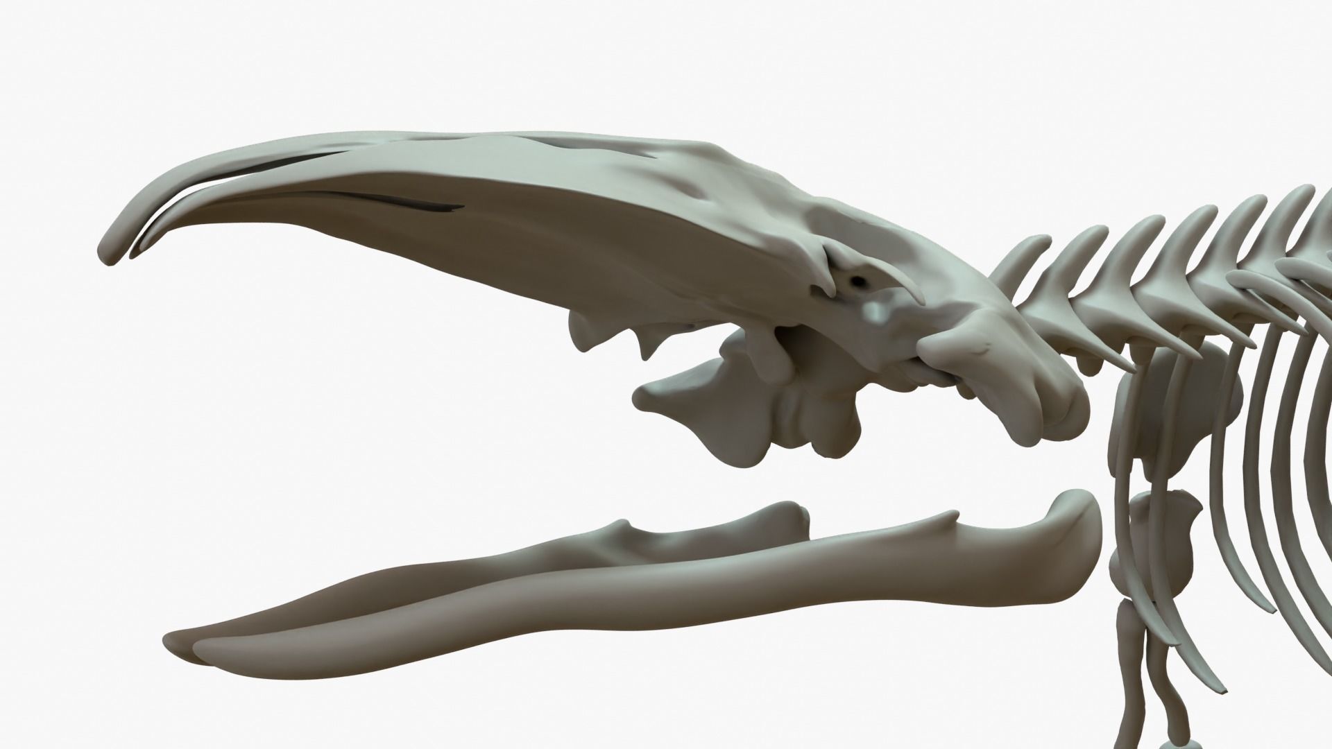 Gray Whale Rigged Basemesh With Skeleton 3D Model Collection_18