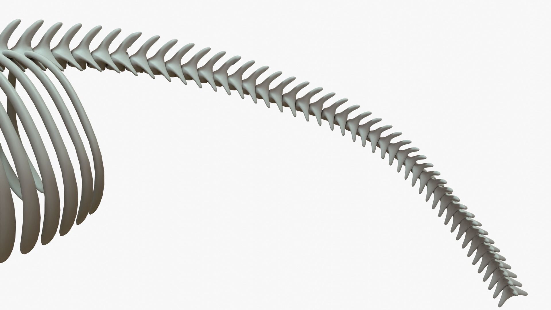 Gray Whale Rigged Basemesh With Skeleton 3D Model Collection_16