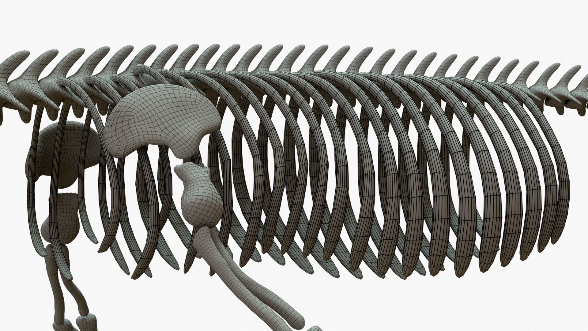 Gray Whale Rigged Basemesh With Skeleton 3D Model Collection_14