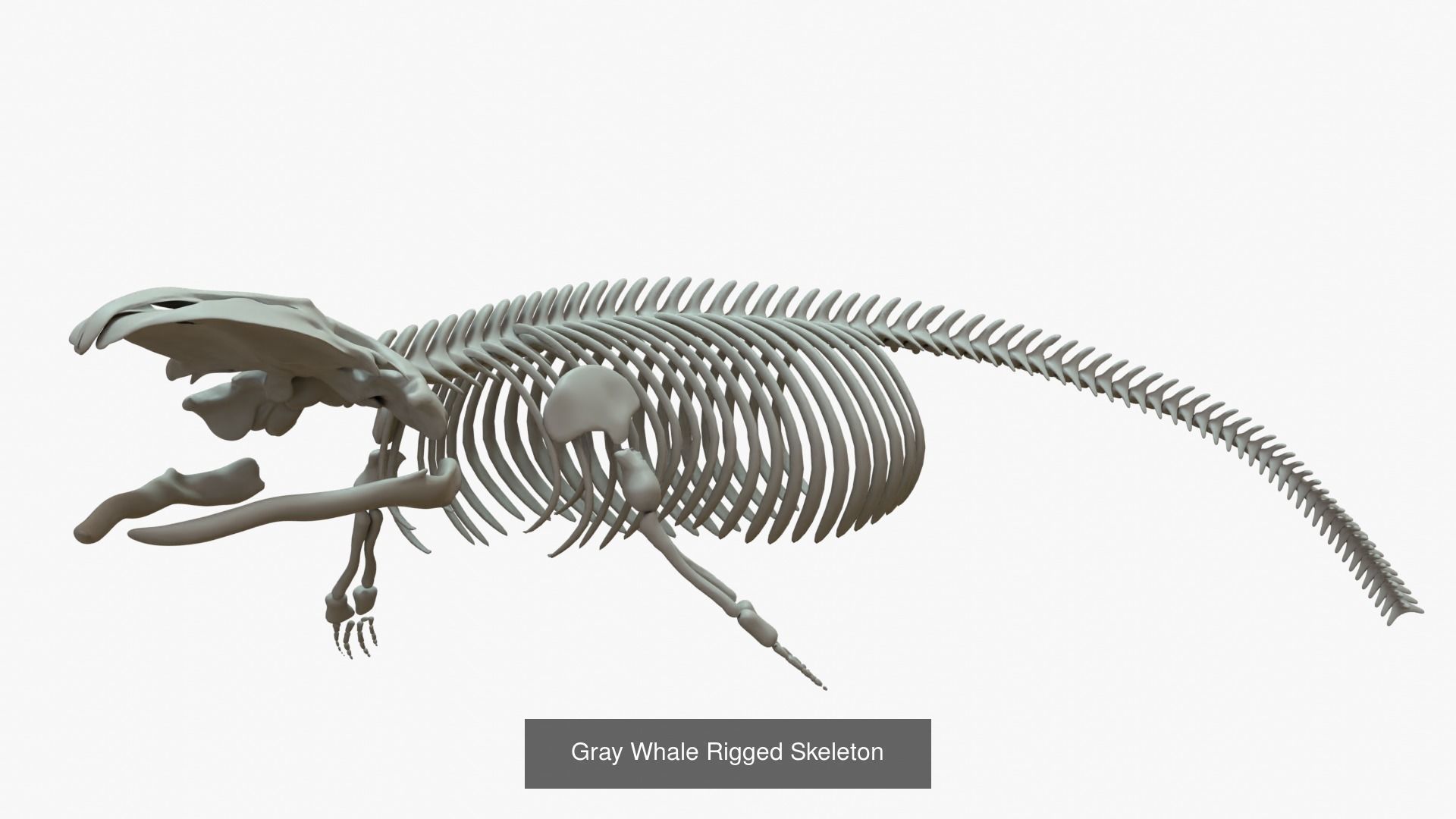 Gray Whale Rigged Basemesh With Skeleton 3D Model Collection_6