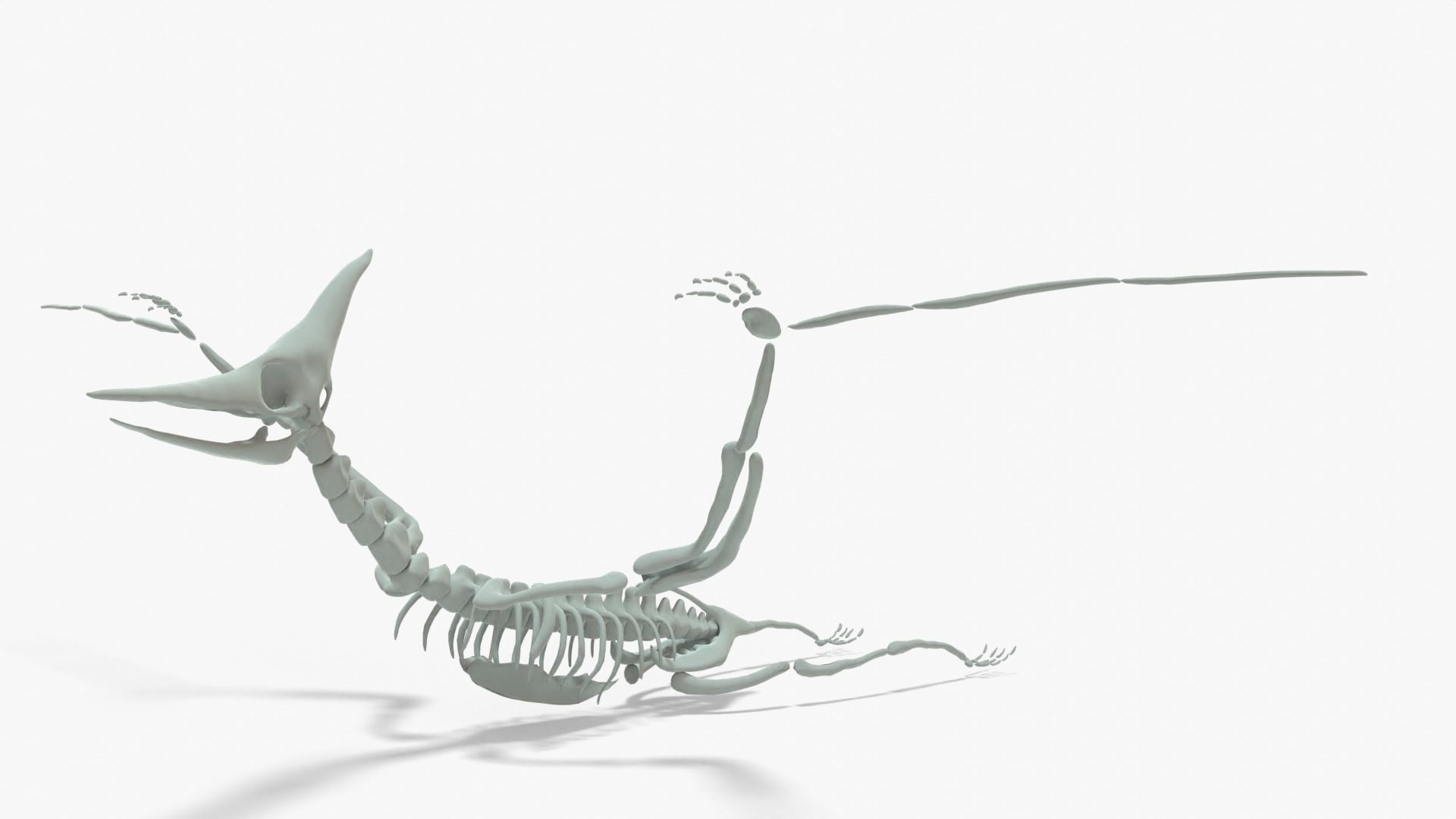 Pteranodon Rigged Basemesh With Skeleton 3D Model Collection_6