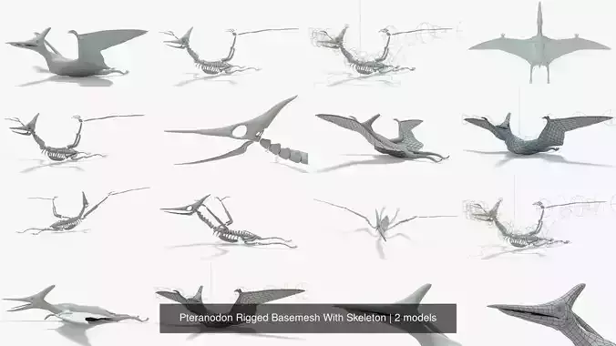 Pteranodon Rigged Basemesh With Skeleton