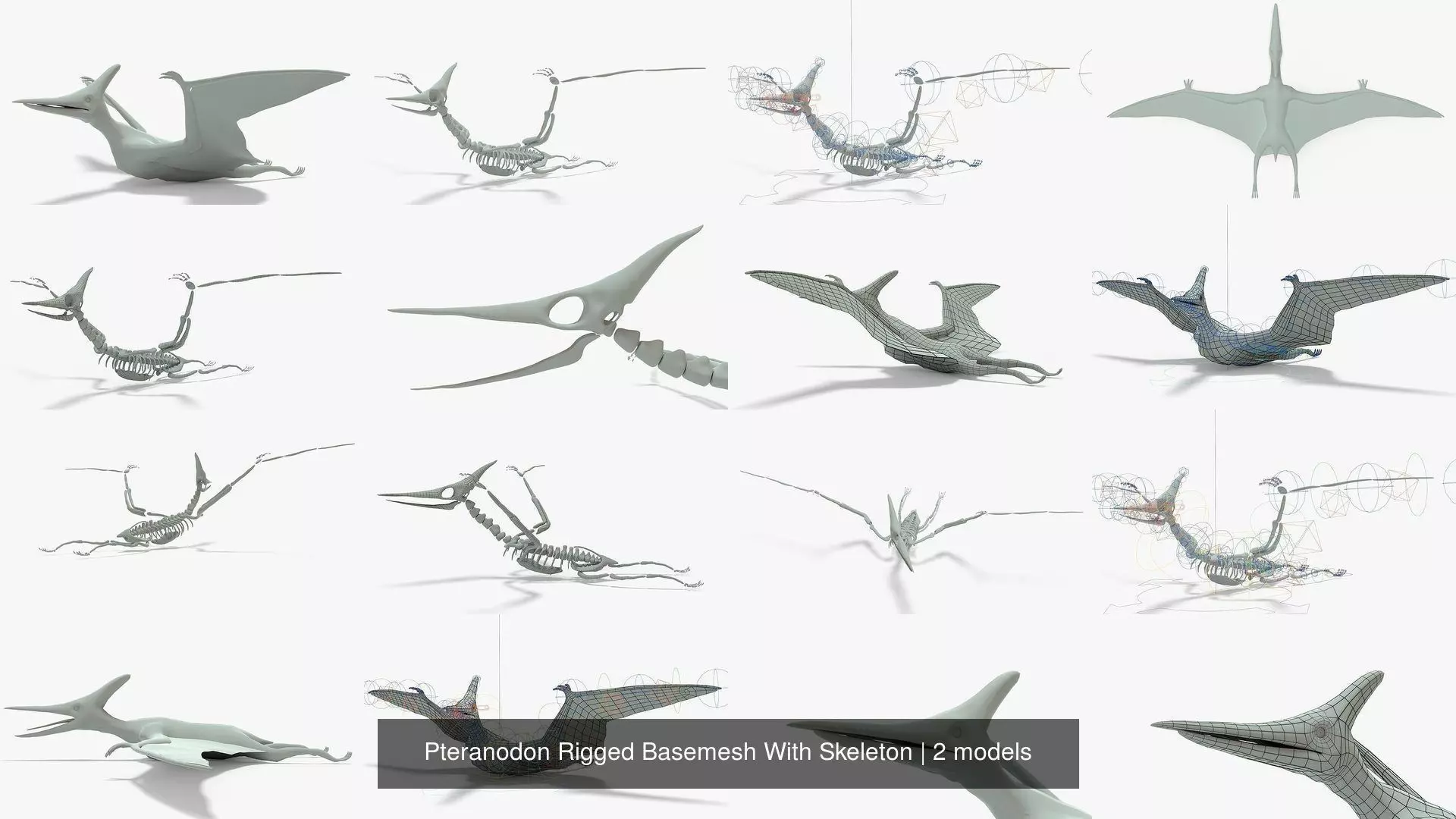 Pteranodon Rigged Basemesh With Skeleton 3D Model Collection_1