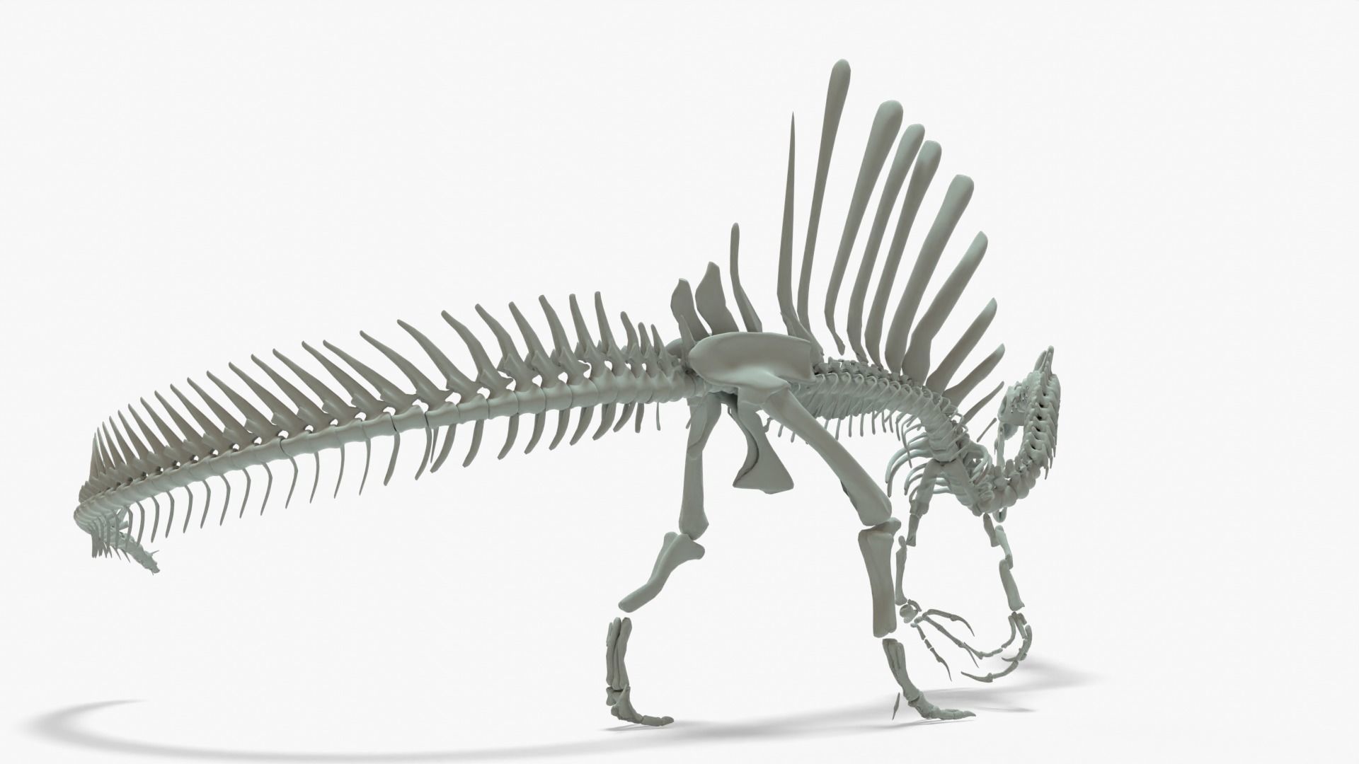 Spinosaurus Rigged Basemesh With Skeleton 3D Model Collection_10