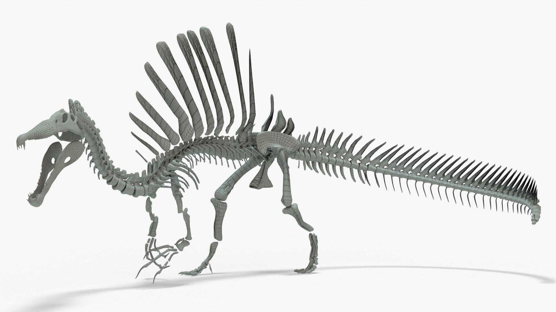 Spinosaurus Rigged Basemesh With Skeleton 3D Model Collection_14