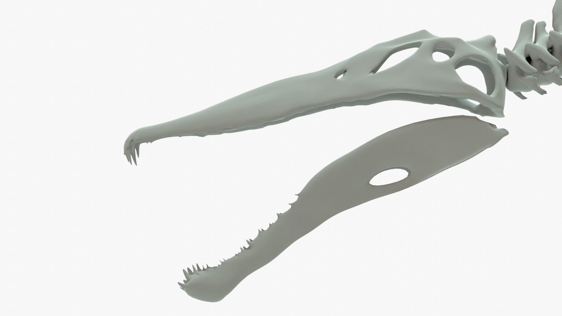 Spinosaurus Rigged Basemesh With Skeleton 3D Model Collection_19