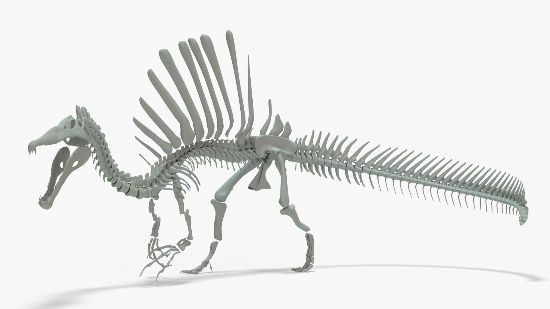 Spinosaurus Rigged Basemesh With Skeleton 3D Model Collection_9