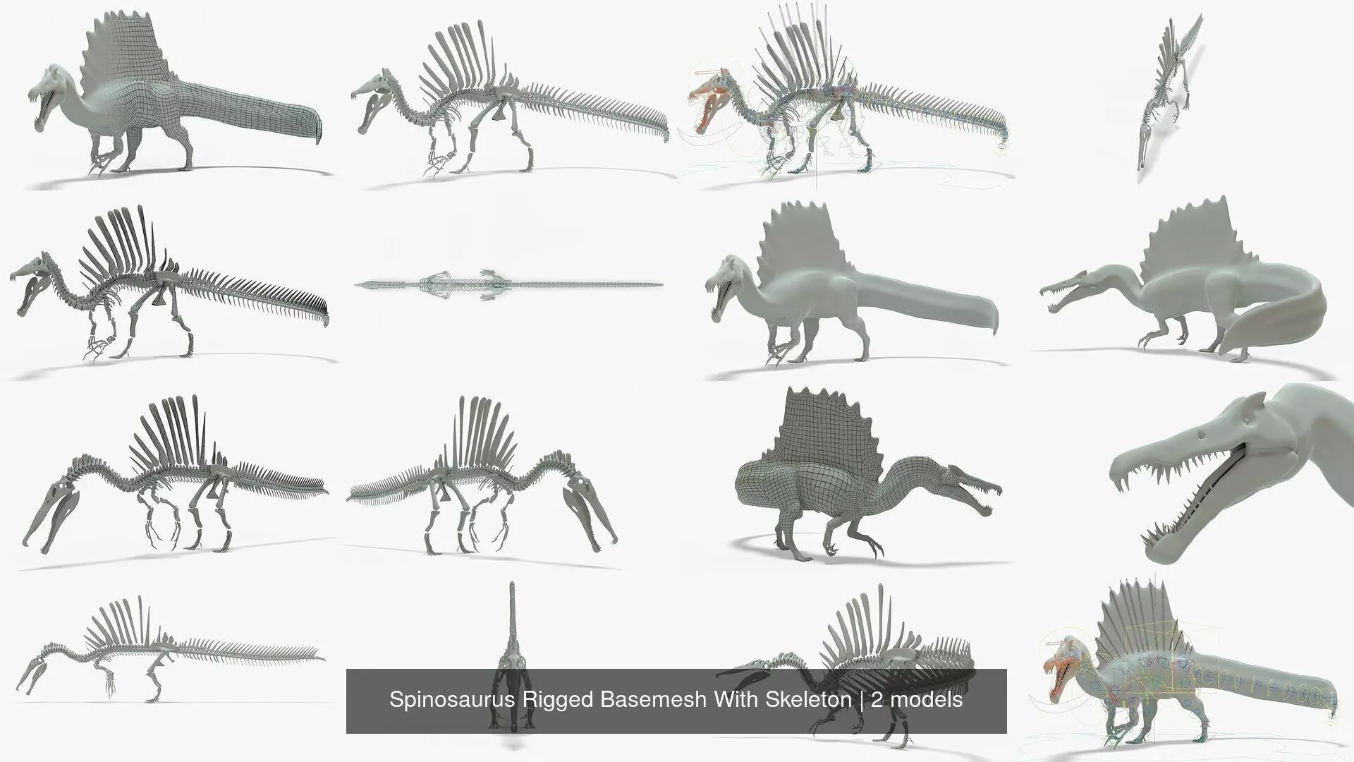 Spinosaurus Rigged Basemesh With Skeleton 3D Model Collection_1