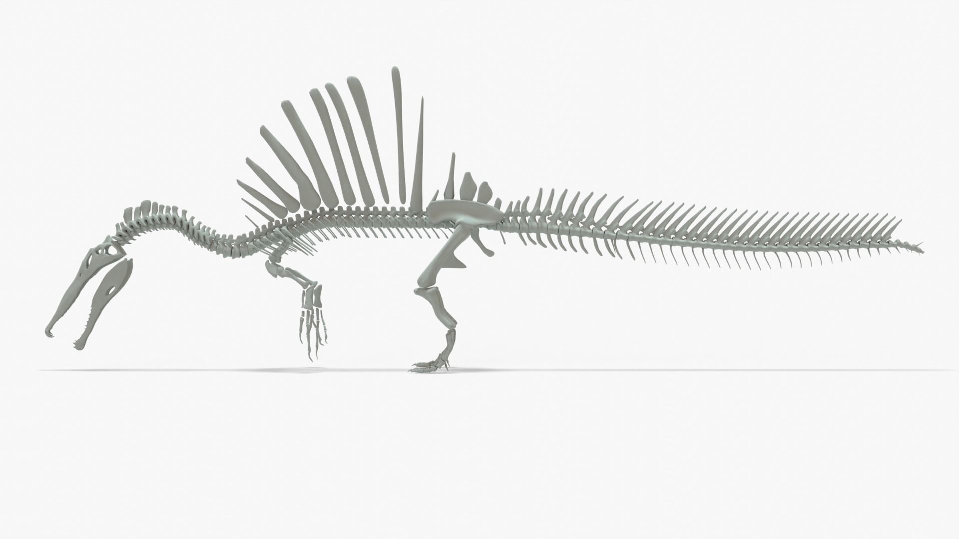 Spinosaurus Rigged Basemesh With Skeleton 3D Model Collection_20