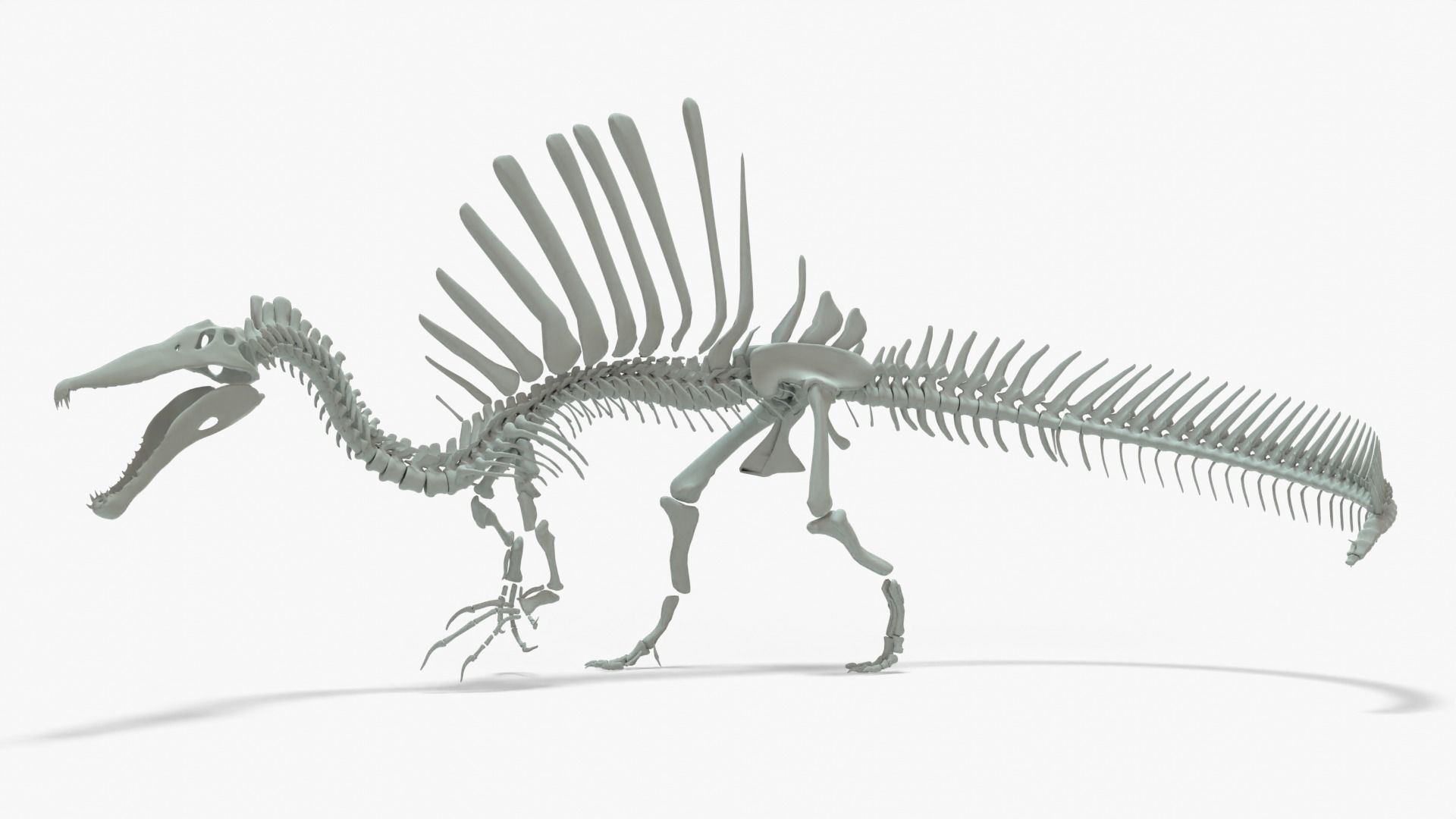 Spinosaurus Rigged Basemesh With Skeleton 3D Model Collection_8