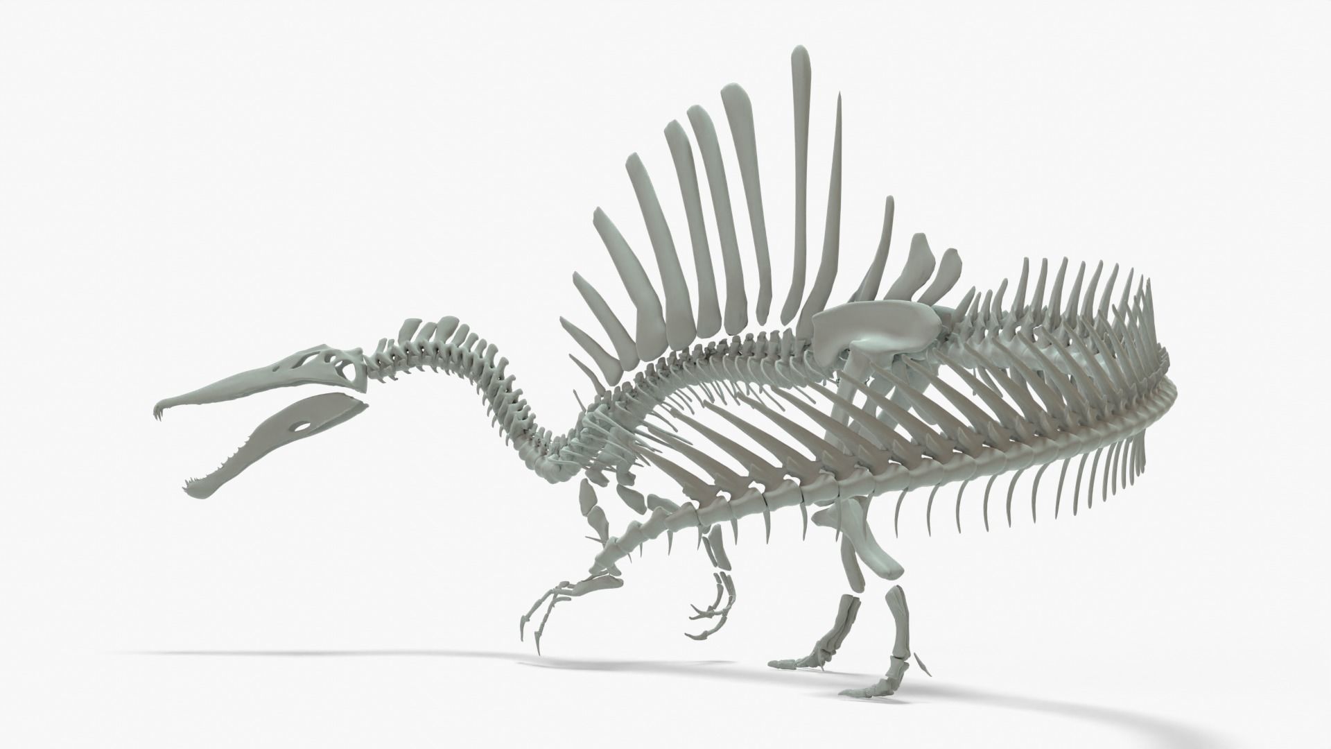 Spinosaurus Rigged Basemesh With Skeleton 3D Model Collection_12