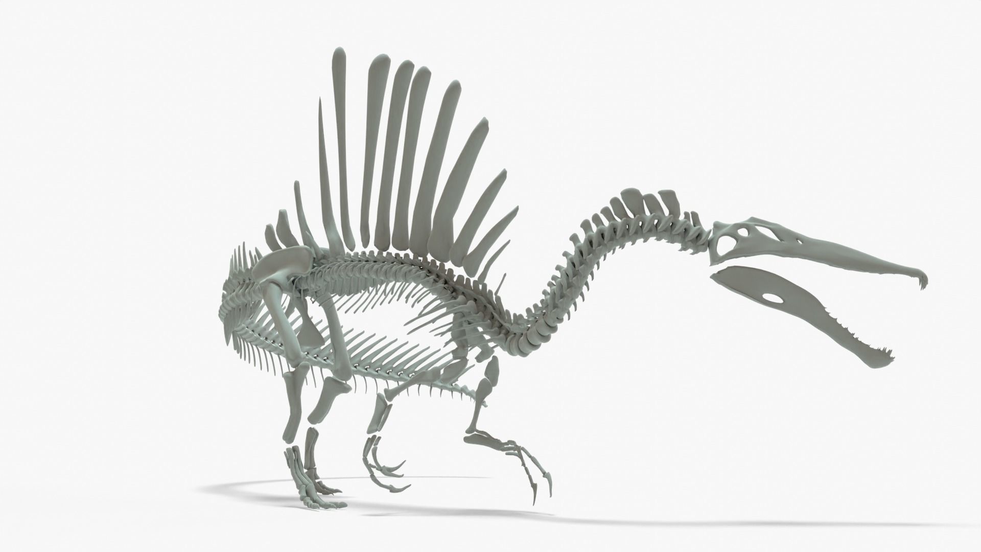 Spinosaurus Rigged Basemesh With Skeleton 3D Model Collection_11