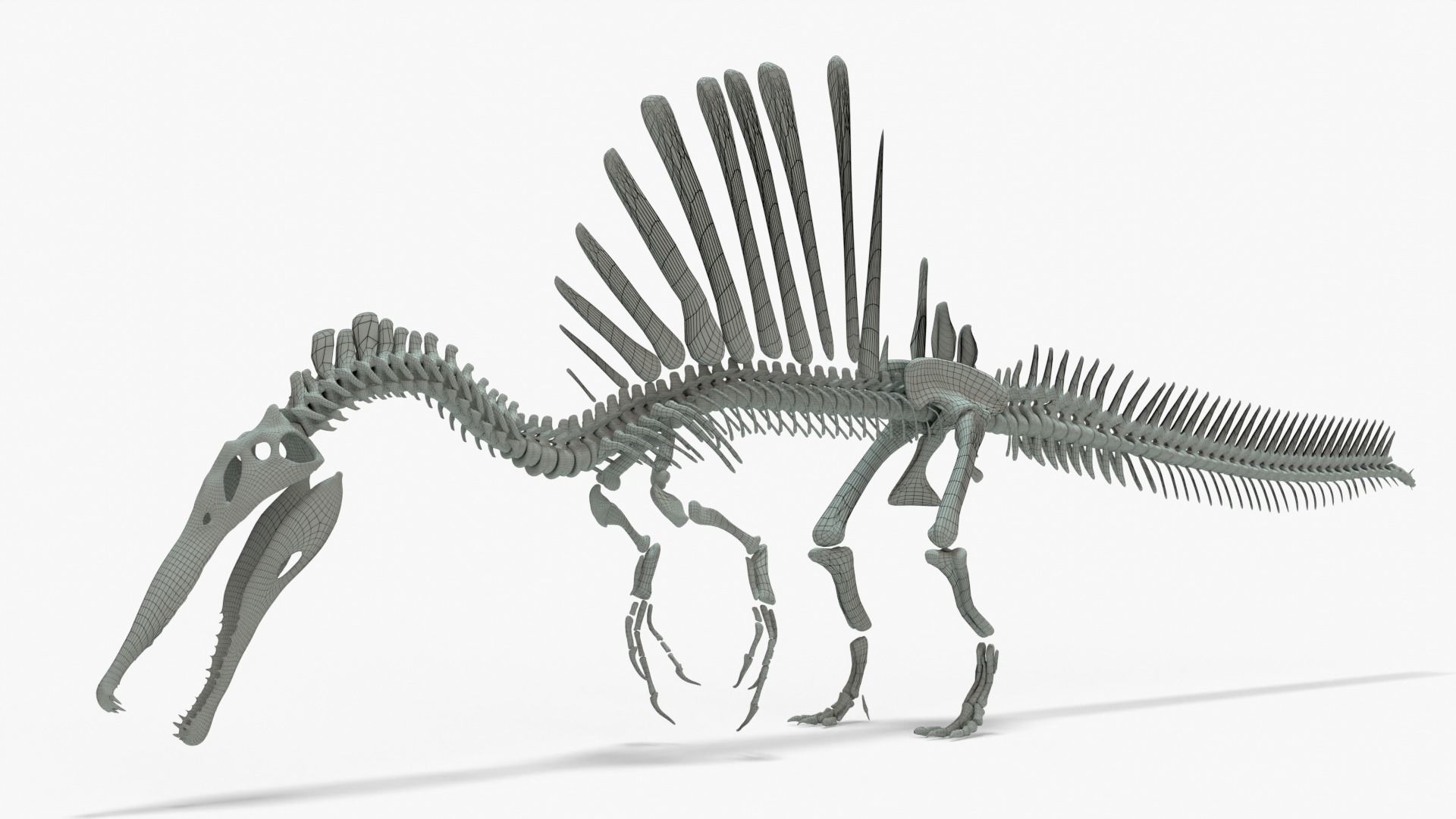 Spinosaurus Rigged Basemesh With Skeleton 3D Model Collection_13