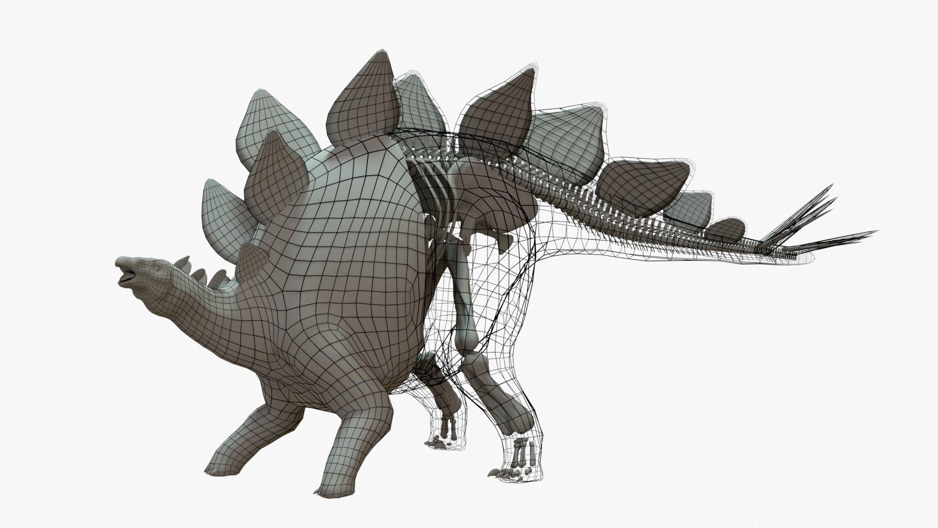 Stegosaurus Rigged Basemesh With Skeleton 3D Model Collection_2