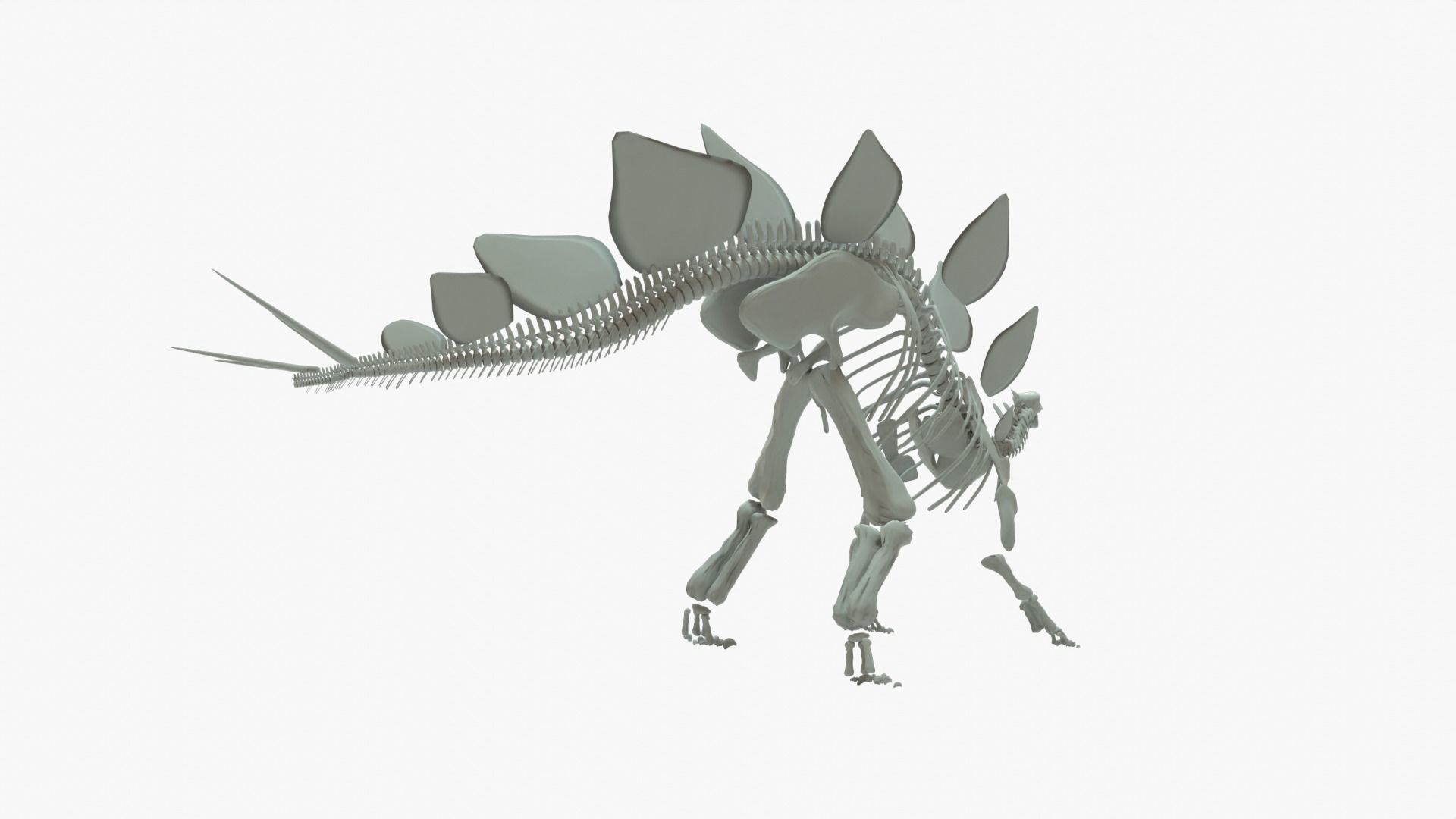 Stegosaurus Rigged Basemesh With Skeleton 3D Model Collection_3