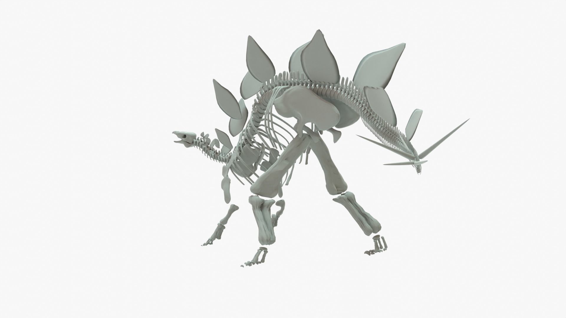 Stegosaurus Rigged Basemesh With Skeleton 3D Model Collection_4
