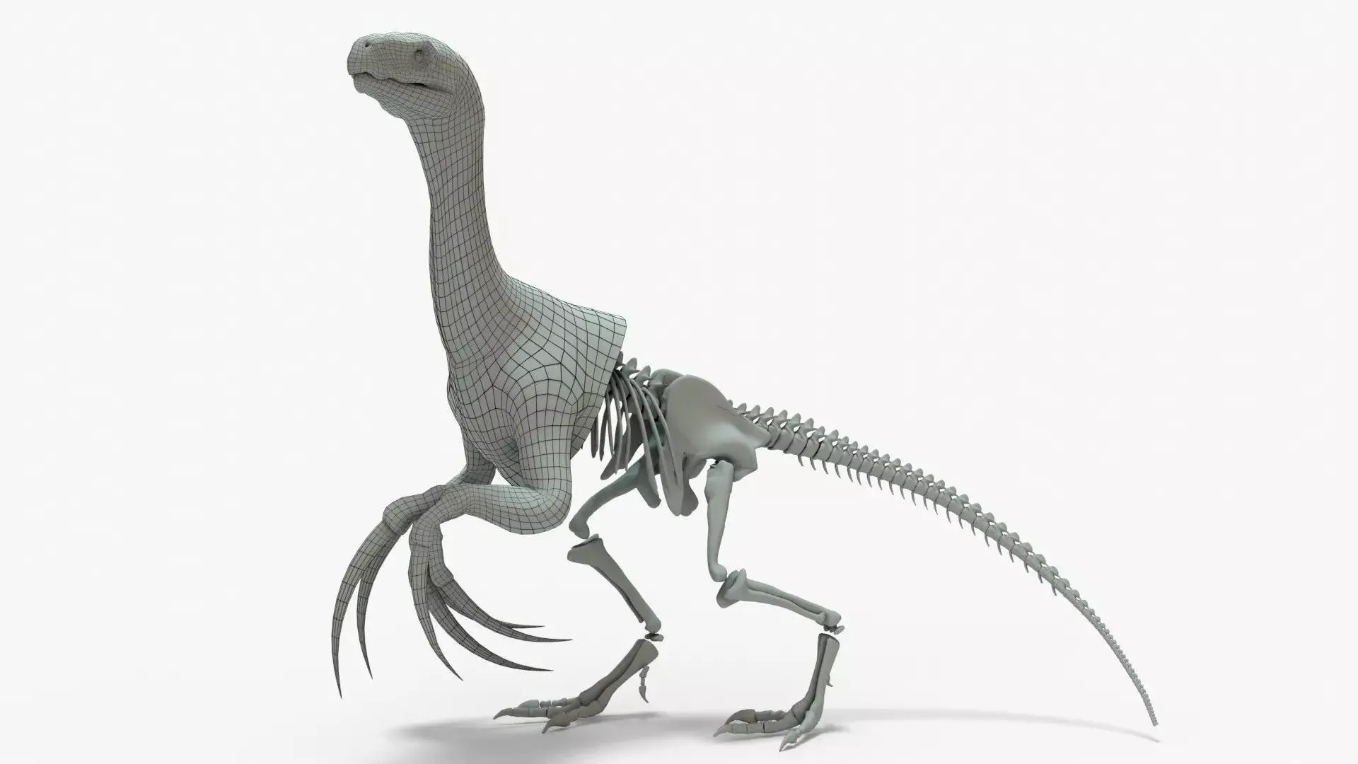 Therizinosaurus Rigged Basemesh With Skeleton 3D Model Pack