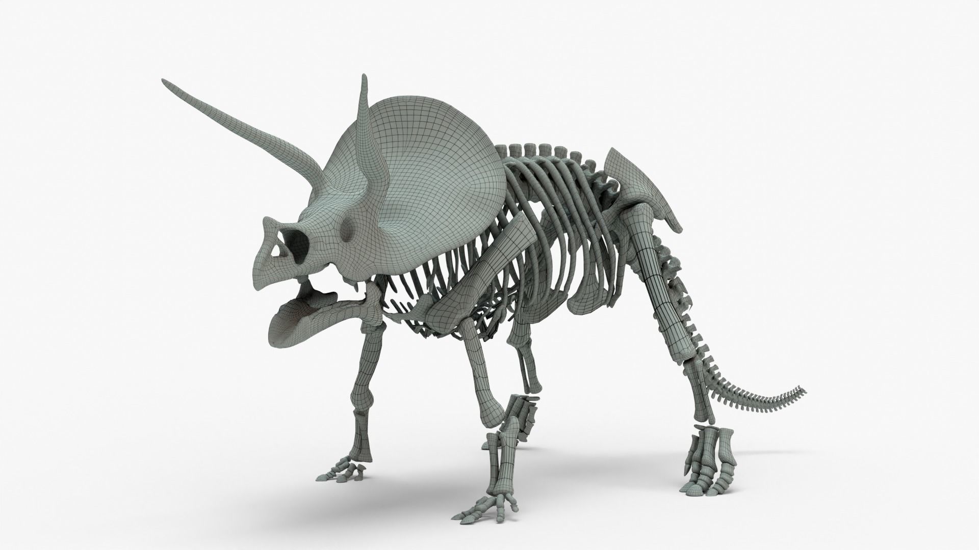 Triceratops Rigged Basemesh With Skeleton 3D Model Collection_14