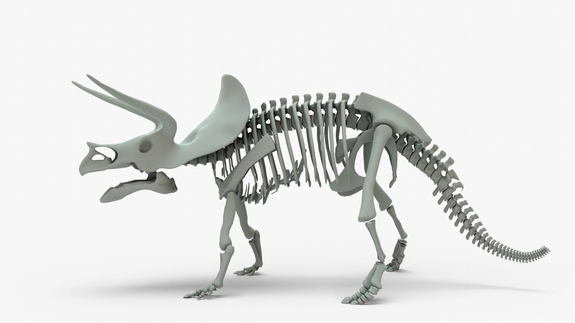 Triceratops Rigged Basemesh With Skeleton 3D Model Collection_18